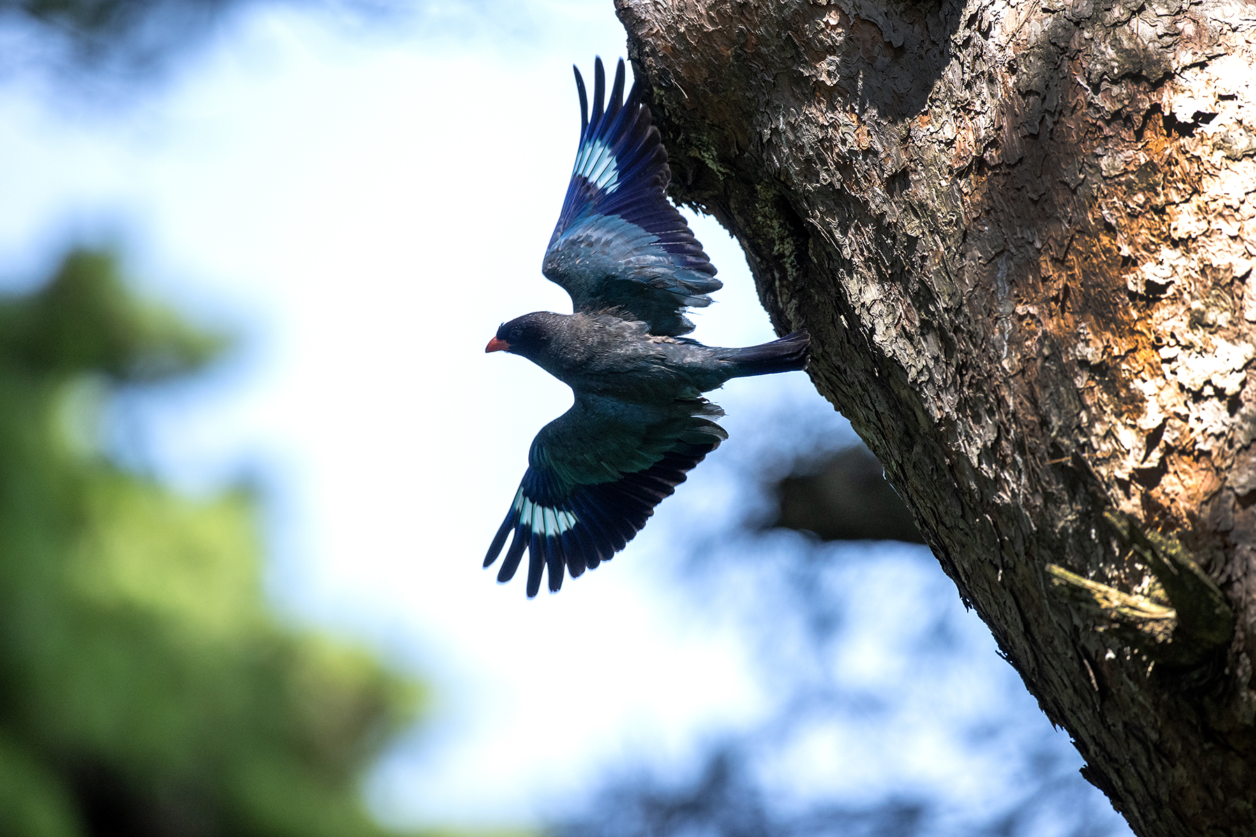 PHOTO BY changickheun | Canon EOS-1D X Mark III | 2024:07:04 12:42:33 | ISO-1600 | 1/2000 sec | f 4.5 | 600 mm | EV=0 | ● WIDTH:1800 pixels  HEIGHT:1200 pixels