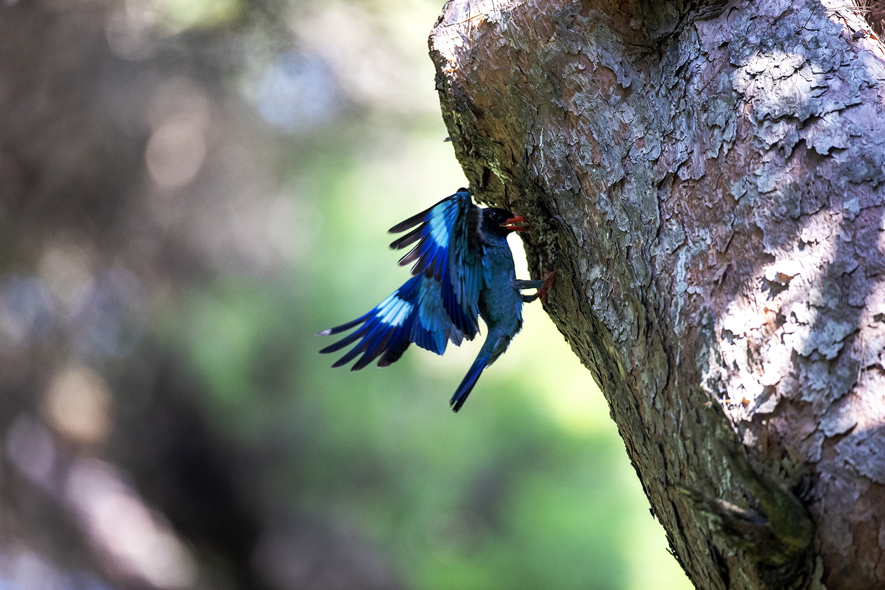 PHOTO BY changickheun | Canon EOS-1D X Mark III | 2024:07:04 10:57:36 | ISO-3200 | 1/1250 sec | f 4 | 600 mm | EV=0 | ● WIDTH:1800 pixels  HEIGHT:1200 pixels
