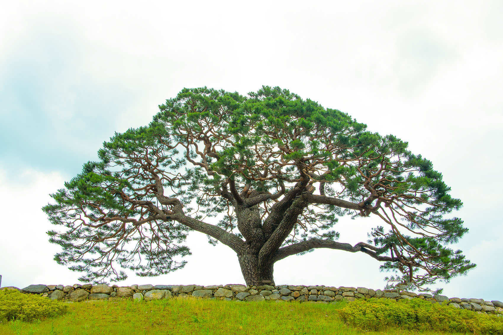 PHOTO BY  | NIKON D850 | 2024:06:15 11:39:27 | ISO-400 | 1/640 sec | f 13 | 48 mm | EV=0 | ● WIDTH:1700 pixels  HEIGHT:1133 pixels