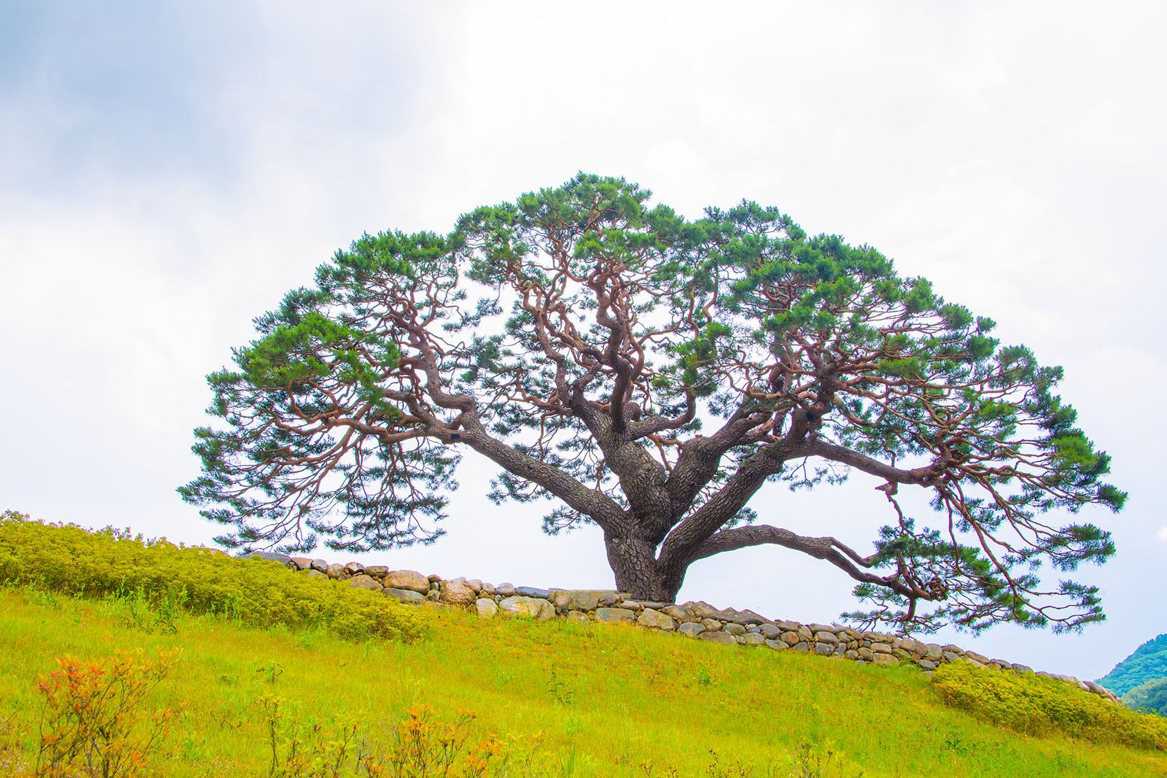 PHOTO BY  | NIKON D850 | 2024:06:15 11:47:12 | ISO-400 | 1/640 sec | f 13 | 42 mm | EV=0 | ● WIDTH:1700 pixels  HEIGHT:1133 pixels