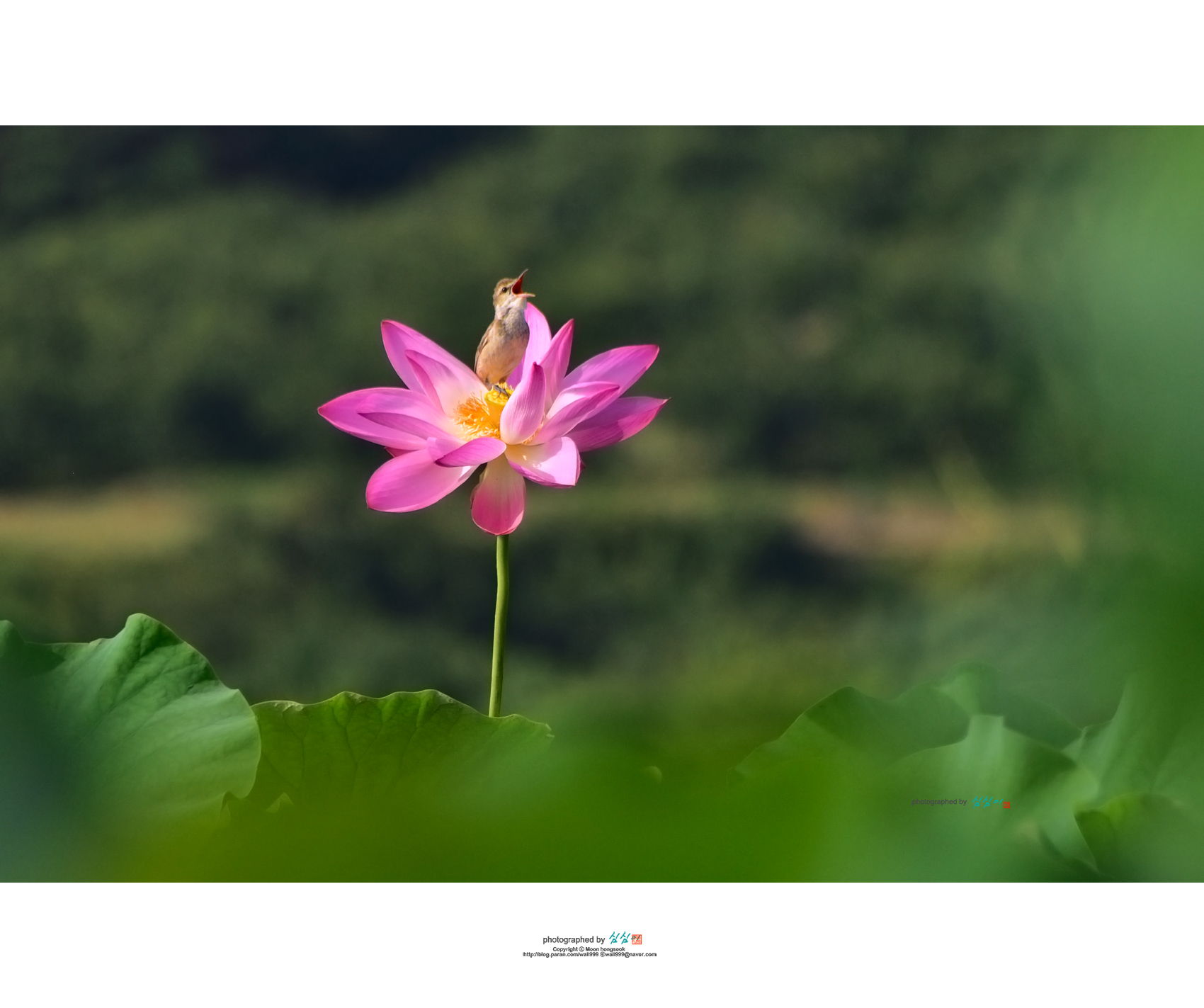 PHOTO BY Mhs | NIKON D810 | 2024:07:04 08:30:59 | ISO-450 | 1/2000 sec | f 5.6 | 300 mm | EV=-0.3 | ● WIDTH:1700 pixels  HEIGHT:1423 pixels