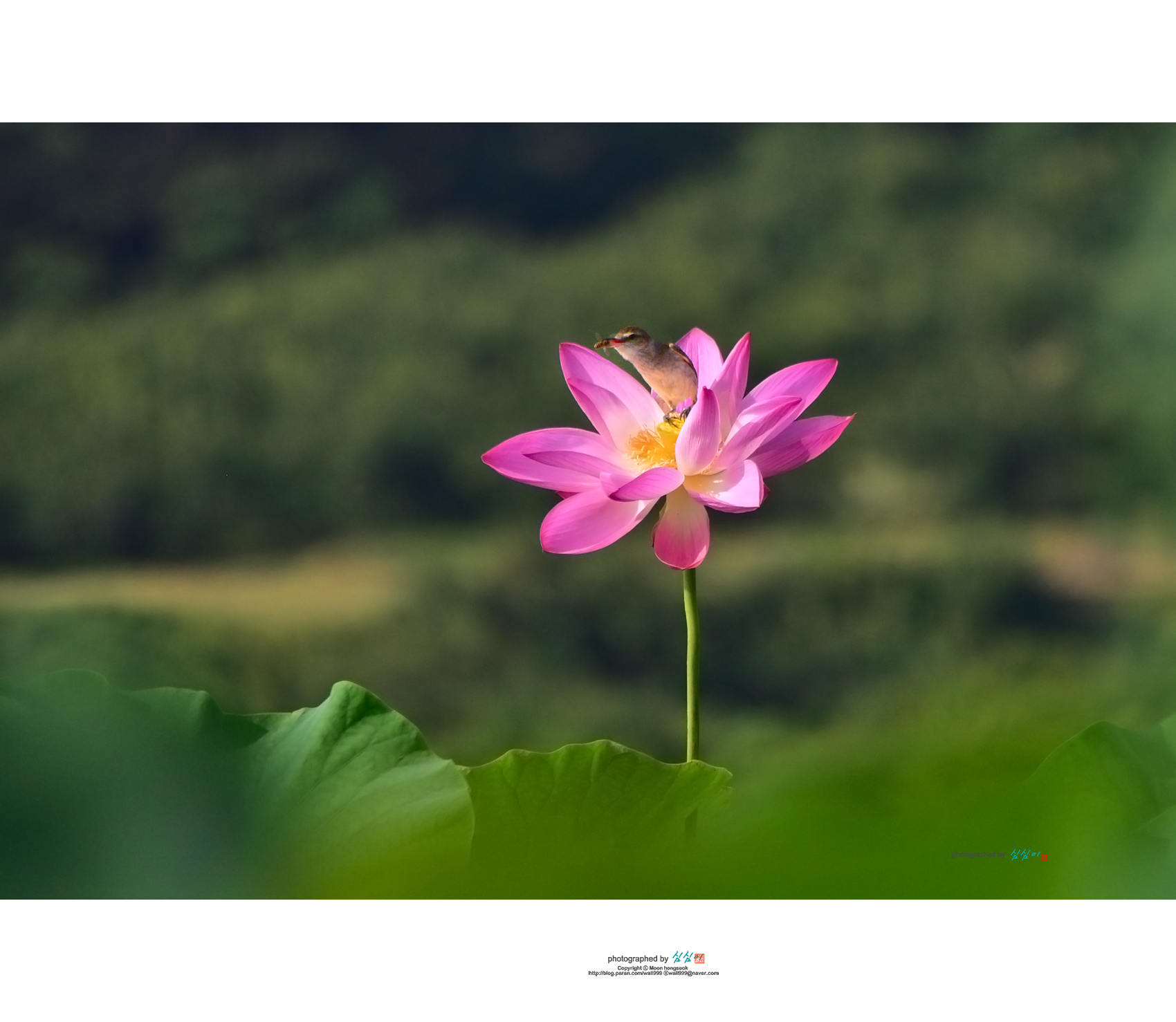 PHOTO BY Mhs | NIKON D810 | 2024:07:04 08:31:15 | ISO-400 | 1/2000 sec | f 5.6 | 300 mm | EV=-0.3 | ● WIDTH:1700 pixels  HEIGHT:1478 pixels