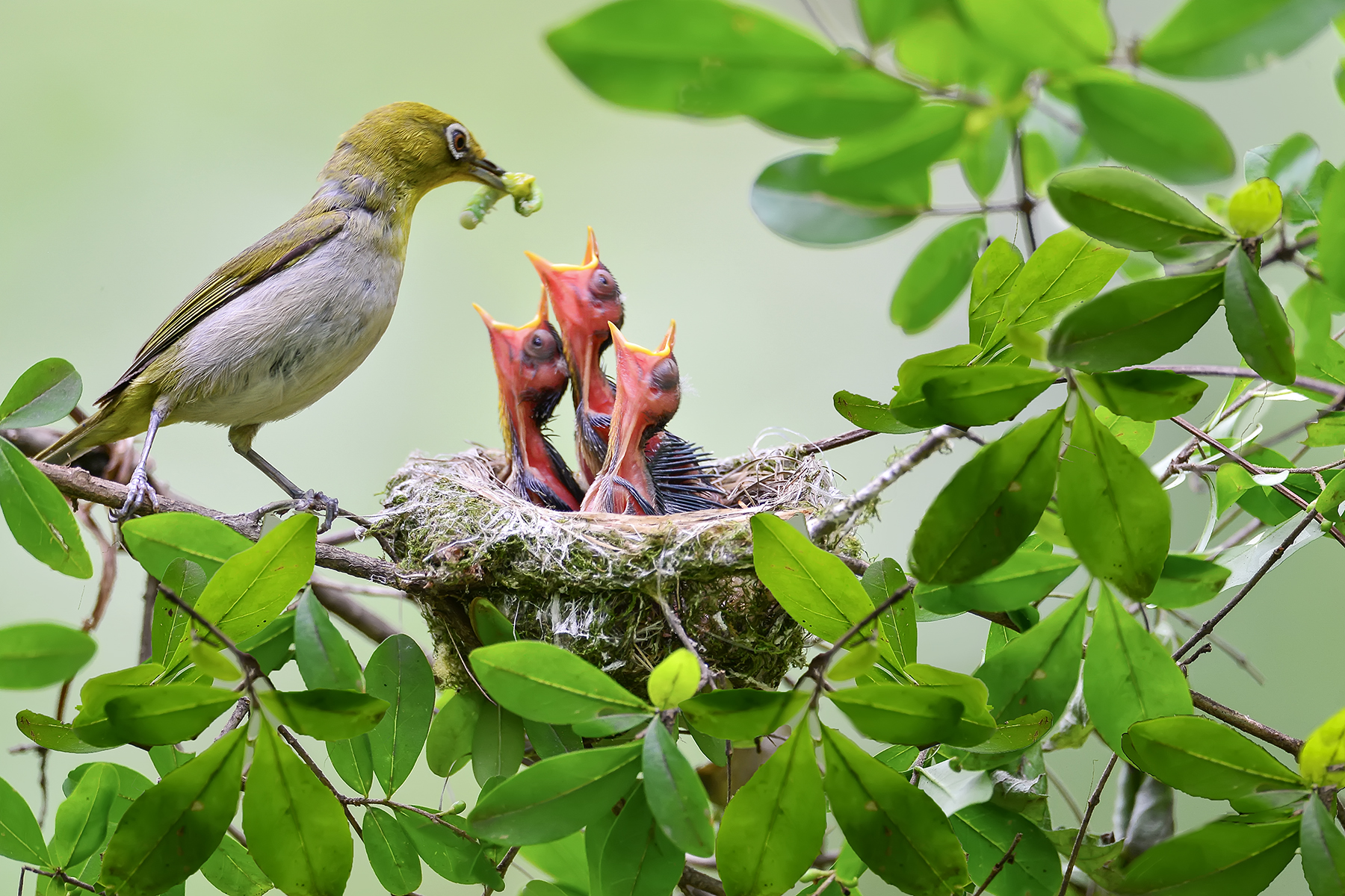 PHOTO BY ChoiJunqSeop | Canon EOS-1D X Mark II | 2024:06:27 16:13:37 | ISO-100 | 1/80 sec | f 7.1 | 300 mm | EV=-0.7 | ● WIDTH:1800 pixels  HEIGHT:1200 pixels