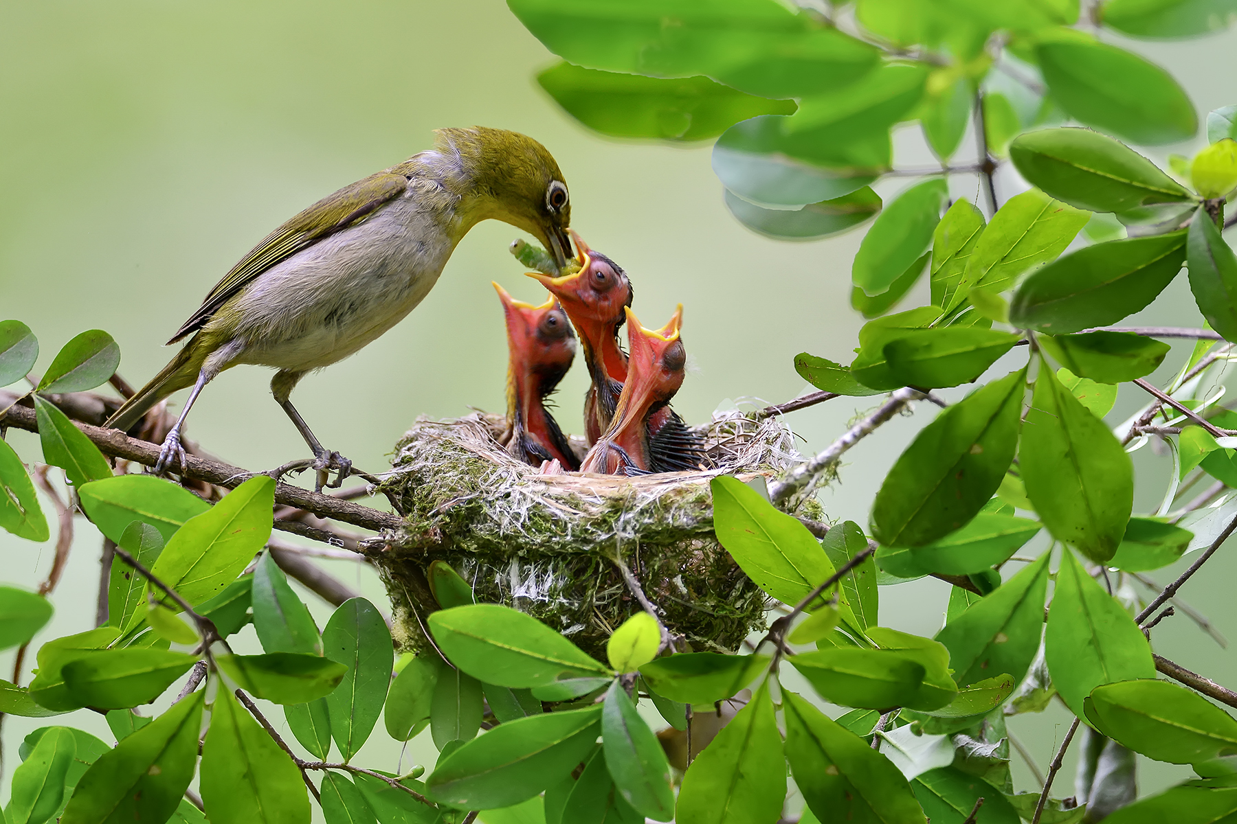 PHOTO BY ChoiJunqSeop | Canon EOS-1D X Mark II | 2024:06:27 16:13:38 | ISO-100 | 1/80 sec | f 7.1 | 300 mm | EV=-0.7 | ● WIDTH:1800 pixels  HEIGHT:1200 pixels