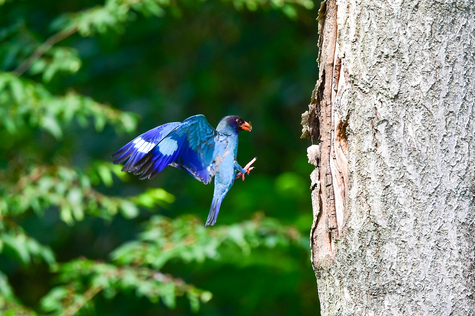 PHOTO BY  | NIKON D500 | 2024:06:26 17:13:57 | ISO-720 | 1/1600 sec | f 5.6 | 500 mm | EV=0.3 | ● WIDTH:  HEIGHT: