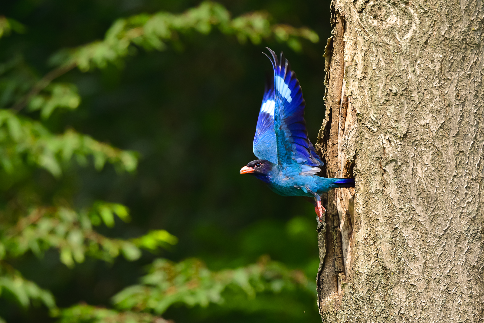 PHOTO BY  | NIKON D500 | 2024:06:26 17:14:15 | ISO-800 | 1/1600 sec | f 5.6 | 500 mm | EV=0.3 | ● WIDTH:  HEIGHT: