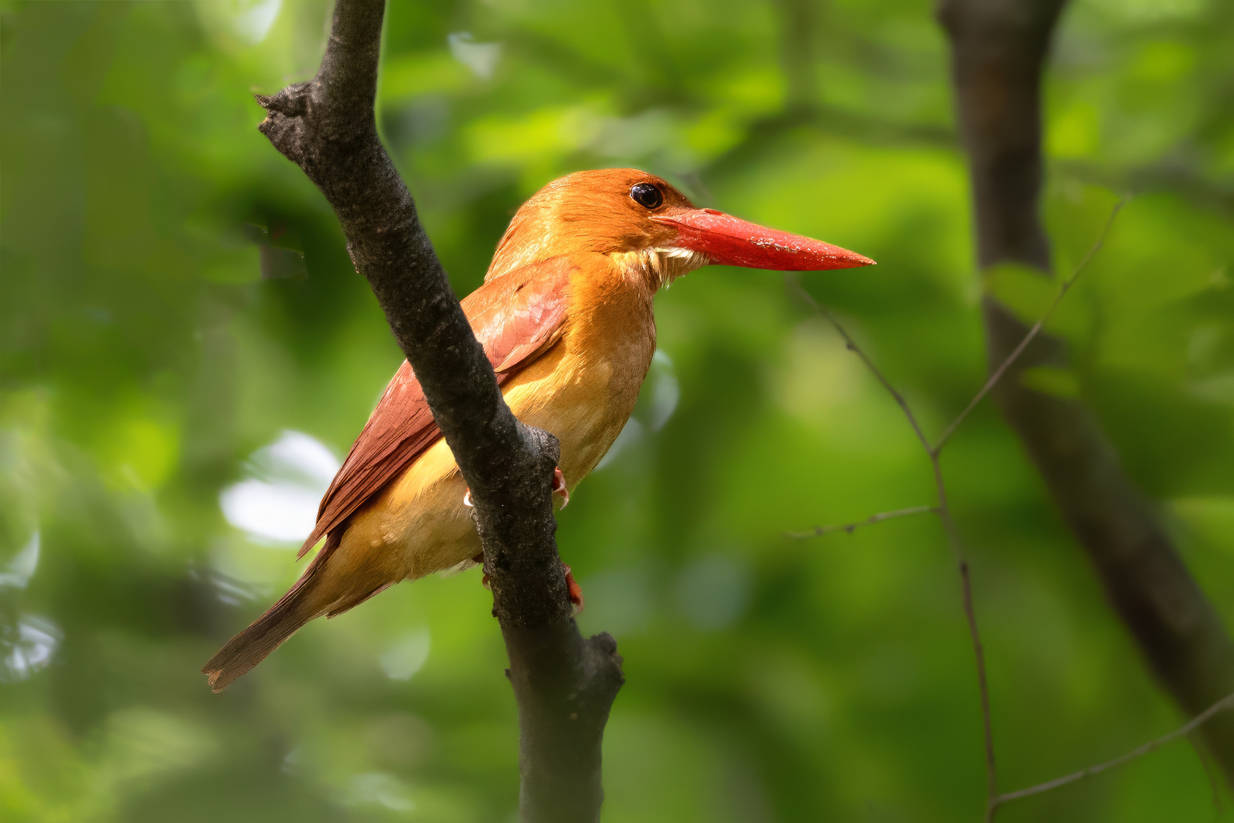 PHOTO BY  | Canon EOS R3 | 2024:07:01 15:59:50 | ISO-6400 | 1/800 sec | f 5.6 | 600 mm | EV=0 | ● WIDTH:1800 pixels  HEIGHT:1201 pixels