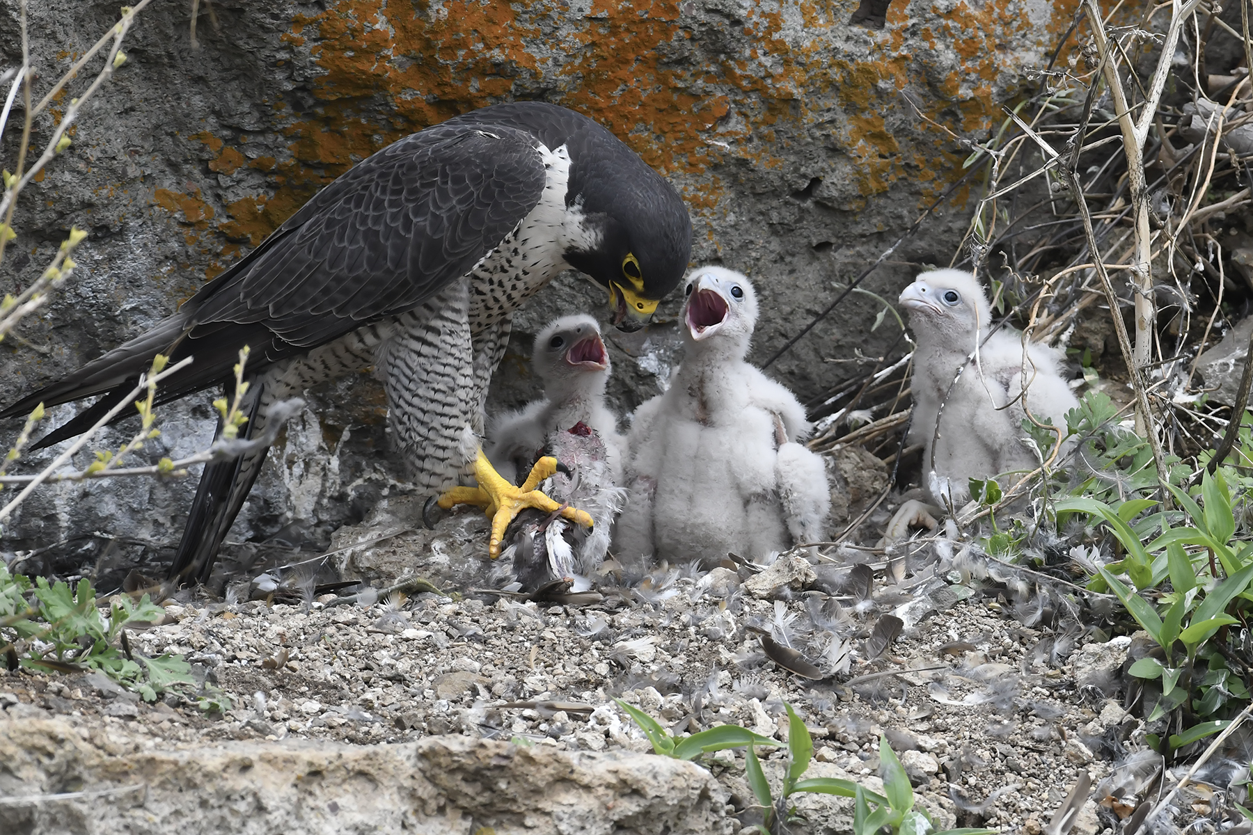PHOTO BY ChoiJunqSeop | Canon EOS-1D X Mark II | 2024:06:27 16:13:22 | ISO-100 | 1/80 sec | f 7.1 | 300 mm | EV=-0.7 | ● WIDTH:1800 pixels  HEIGHT:1200 pixels