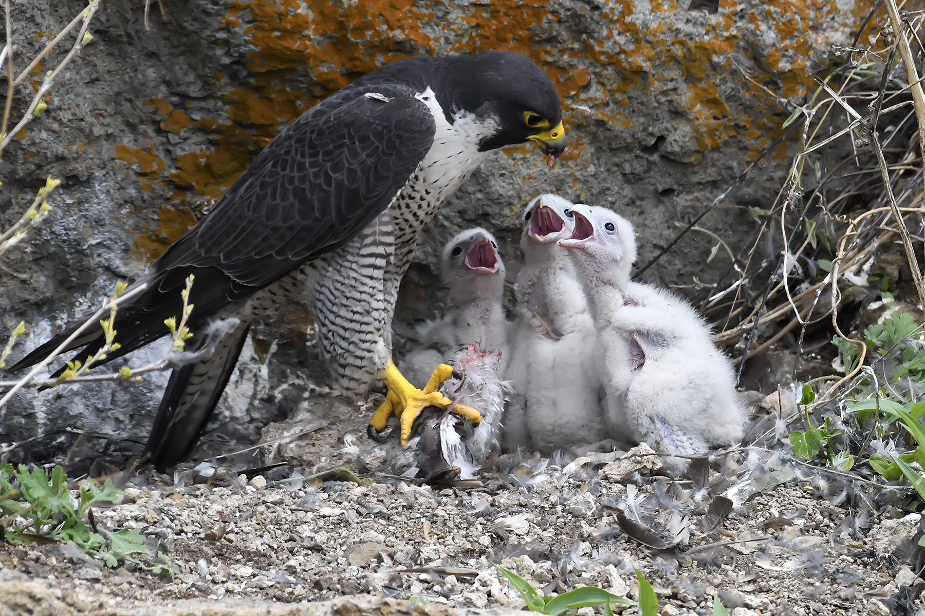 PHOTO BY ChoiJunqSeop | Canon EOS-1D X Mark II | 2024:06:27 16:13:23 | ISO-100 | 1/80 sec | f 7.1 | 300 mm | EV=-0.7 | ● WIDTH:1800 pixels  HEIGHT:1200 pixels