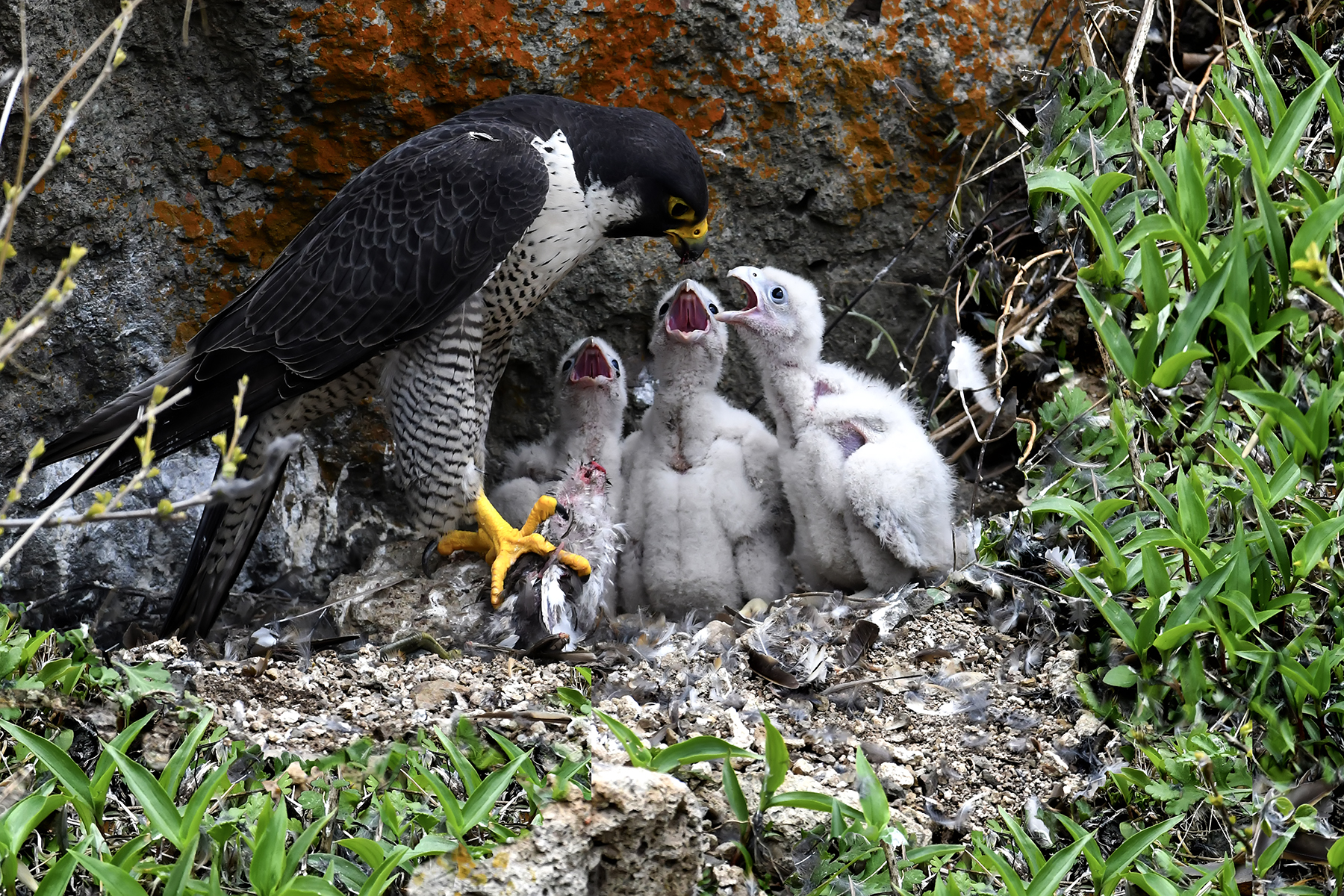 PHOTO BY ChoiJunqSeop | Canon EOS-1D X Mark II | 2024:06:27 16:13:23 | ISO-100 | 1/80 sec | f 7.1 | 300 mm | EV=-0.7 | ● WIDTH:1800 pixels  HEIGHT:1200 pixels