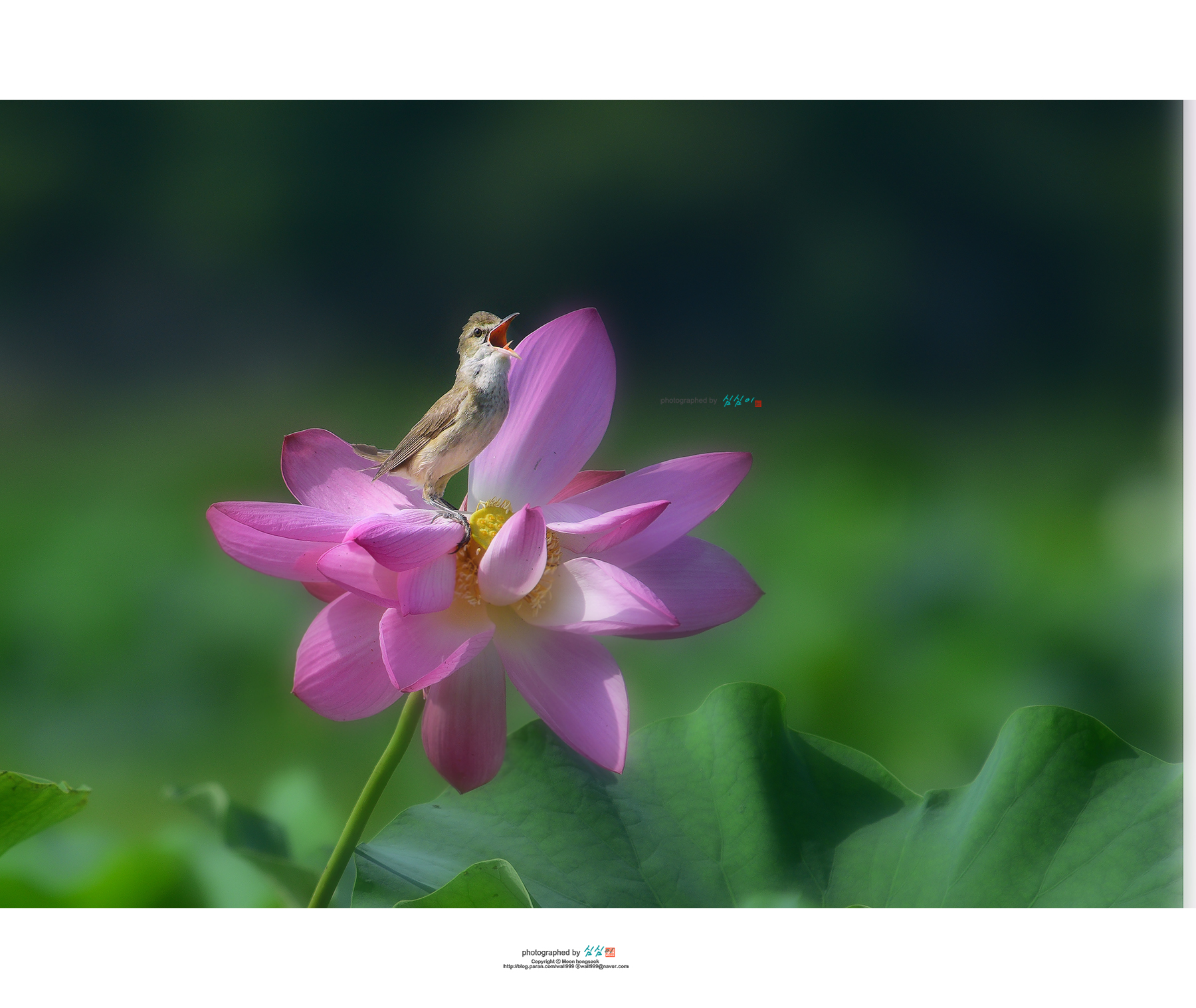 PHOTO BY Mhs | NIKON D810 | 2024:07:04 09:13:19 | ISO-320 | 1/2000 sec | f 5.6 | 400 mm | EV=-0.3 | ● WIDTH:1800 pixels  HEIGHT:1516 pixels