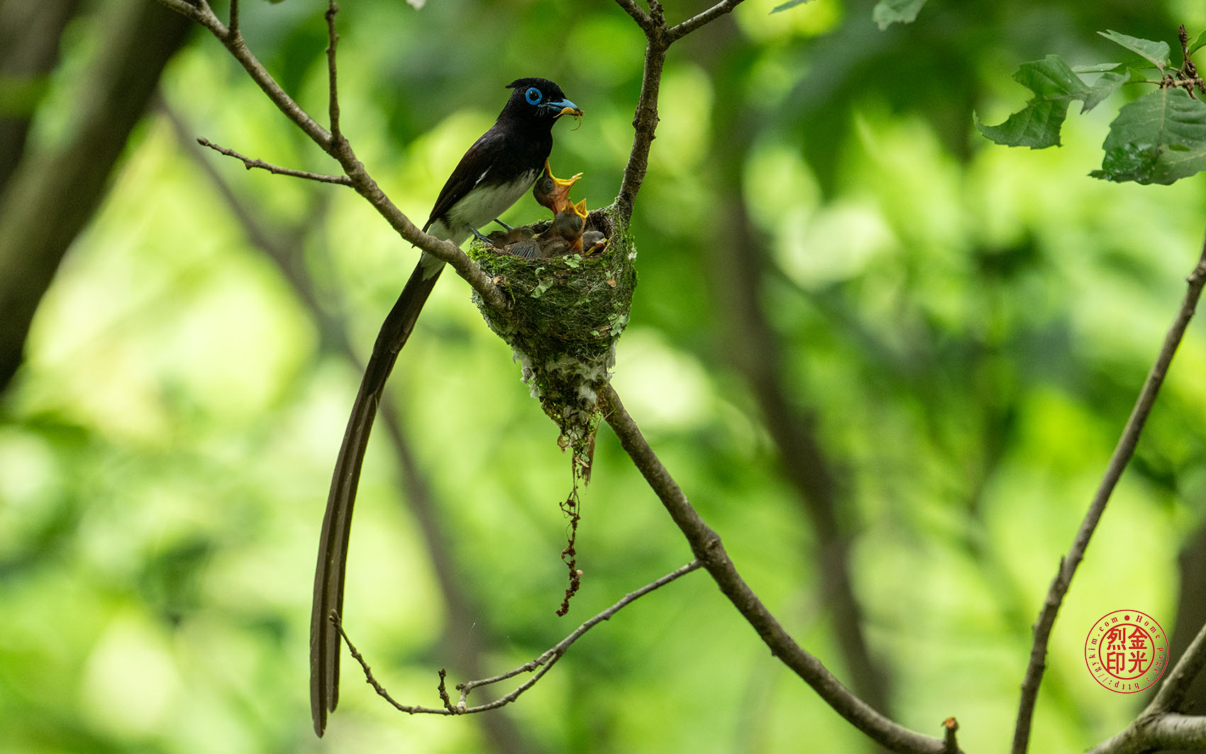 PHOTO BY KKY_CWANG_YEOL | NIKON Z 8 | 2024:07:03 12:35:35 | ISO-2500 | 1/250 sec | f 6.3 | 600 mm | EV=1 | ● WIDTH:1700 pixels  HEIGHT:1063 pixels