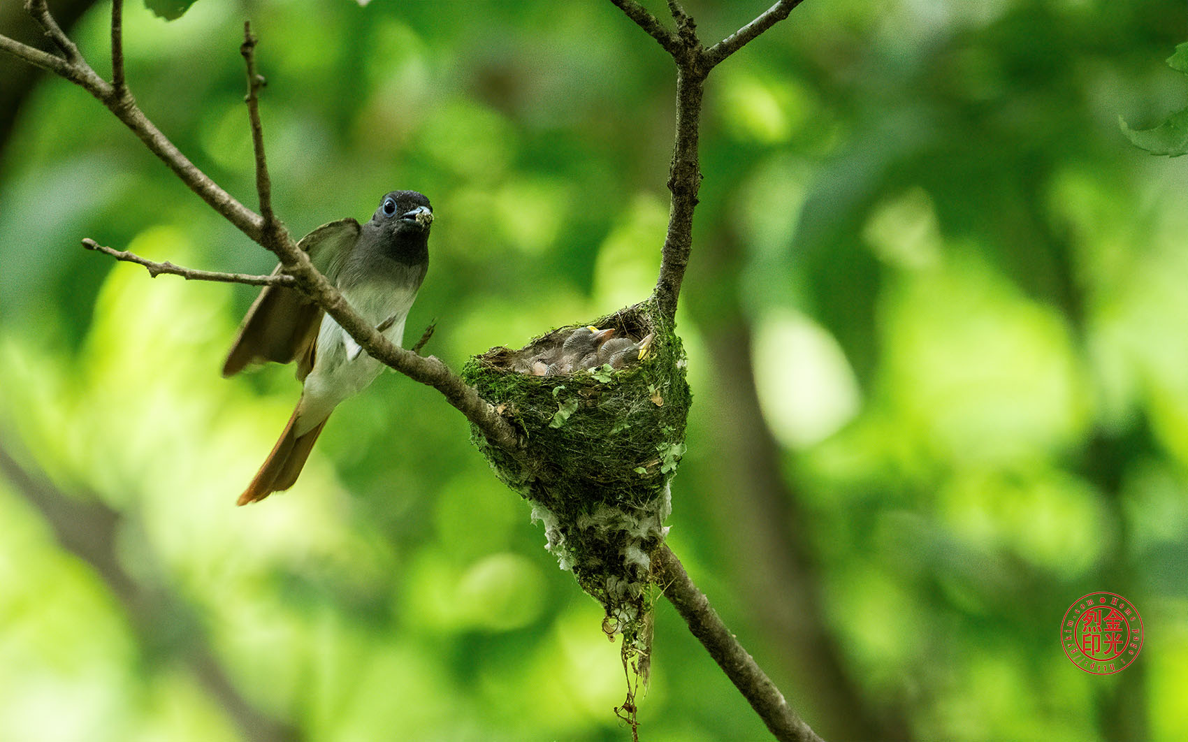 PHOTO BY KKY_CWANG_YEOL | NIKON Z 8 | 2024:07:03 13:55:21 | ISO-5000 | 1/400 sec | f 6.3 | 600 mm | EV=0.7 | ● WIDTH:1700 pixels  HEIGHT:1062 pixels
