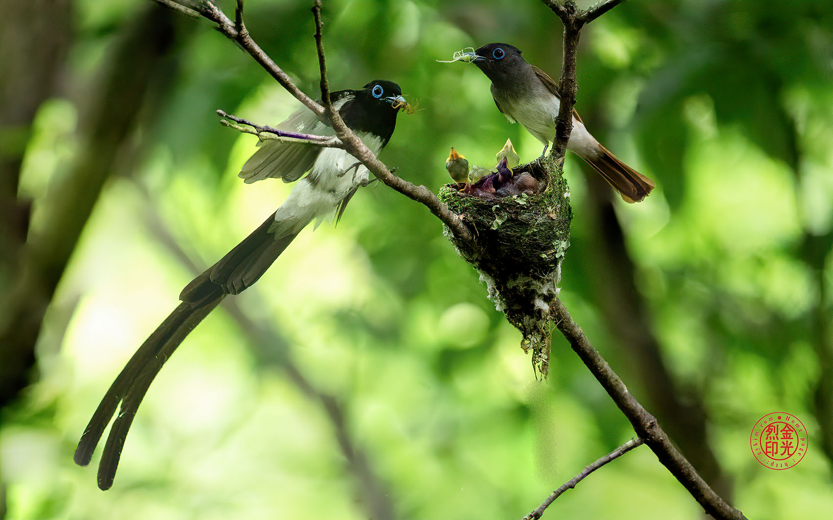 PHOTO BY KKY_CWANG_YEOL | NIKON Z 8 | 2024:07:03 14:07:51 | ISO-5000 | 1/800 sec | f 6.3 | 600 mm | EV=0.7 | ● WIDTH:1700 pixels  HEIGHT:1062 pixels
