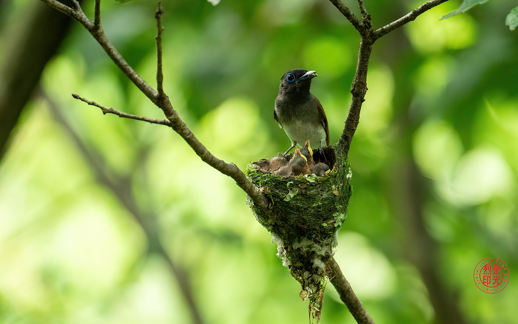 PHOTO BY KKY_CWANG_YEOL | NIKON Z 8 | 2024:07:03 12:38:00 | ISO-3200 | 1/320 sec | f 6.3 | 600 mm | EV=1 | ● WIDTH:1700 pixels  HEIGHT:1063 pixels