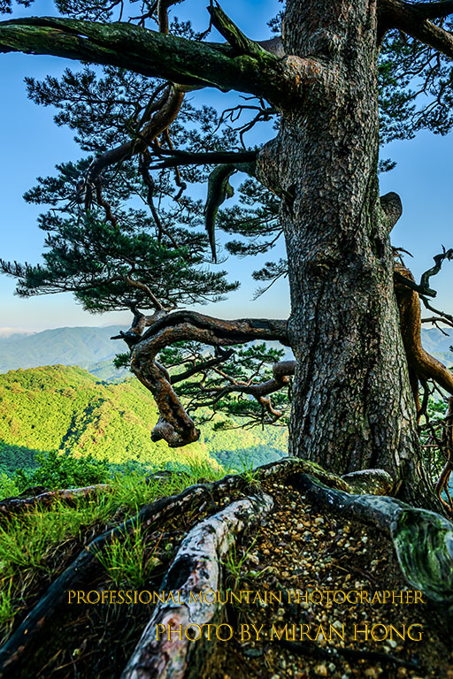 PHOTO BY HONG_MI_RAN | NIKON Z 8 | 2023:06:16 05:54:35 | ISO-200 | 1/160 sec | f 8 | 24 mm | EV=0 | ● WIDTH:512 pixels  HEIGHT:768 pixels