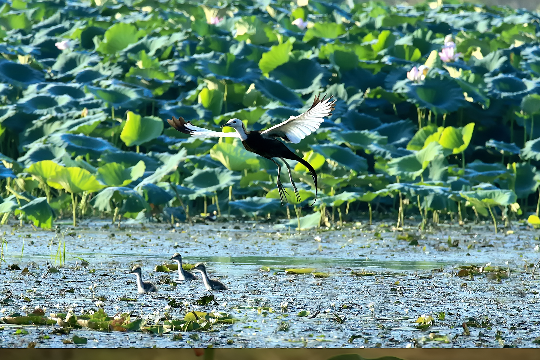 PHOTO BY ChoiJunqSeop | Canon EOS-1D X Mark II | 2024:06:27 16:14:12 | ISO-100 | 1/100 sec | f 7.1 | 300 mm | EV=-0.7 | ● WIDTH:1800 pixels  HEIGHT:1200 pixels