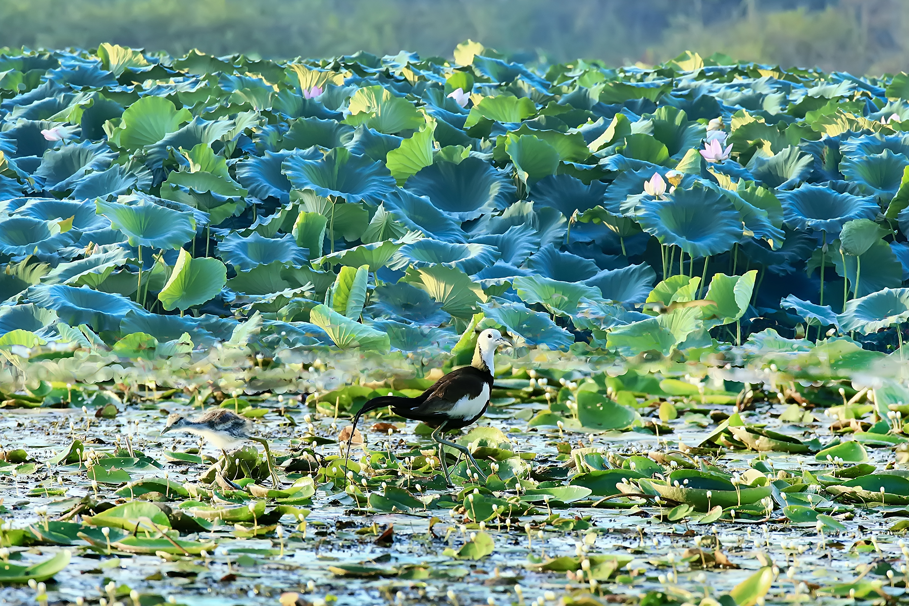 PHOTO BY ChoiJunqSeop | Canon EOS-1D X Mark II | 2024:06:27 16:13:38 | ISO-100 | 1/80 sec | f 7.1 | 300 mm | EV=-0.7 | ● WIDTH:1800 pixels  HEIGHT:1200 pixels