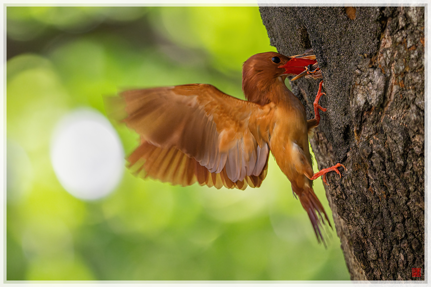 PHOTO BY  | NIKON Z 9 | 2024:07:05 10:06:50 | ISO-8000 | 1/800 sec | f 5.6 | 840 mm | EV=1.3 | ● WIDTH:1500 pixels  HEIGHT:1000 pixels