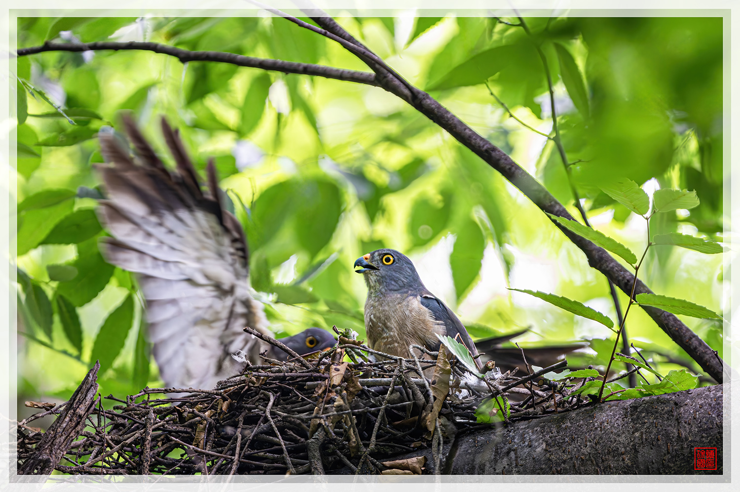 PHOTO BY  | NIKON Z 9 | 2024:07:06 09:50:10 | ISO-2500 | 1/400 sec | f 5.6 | 840 mm | EV=2 | ● WIDTH:1500 pixels  HEIGHT:996 pixels