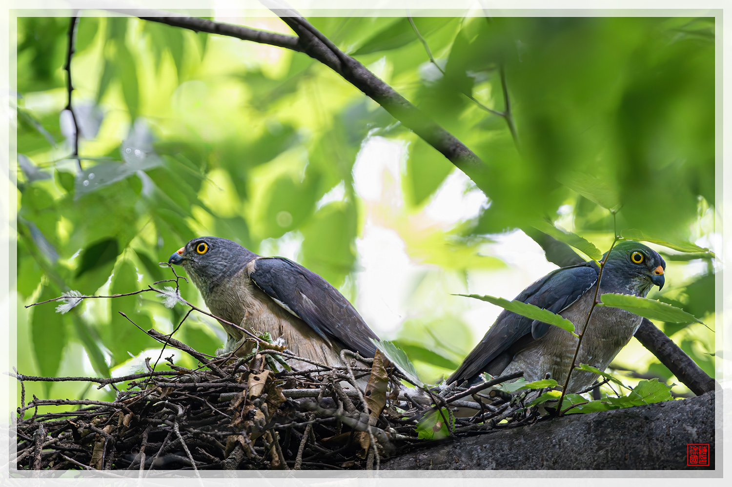 PHOTO BY  | NIKON Z 9 | 2024:07:06 10:03:38 | ISO-4000 | 1/400 sec | f 5.6 | 840 mm | EV=2 | ● WIDTH:1500 pixels  HEIGHT:999 pixels