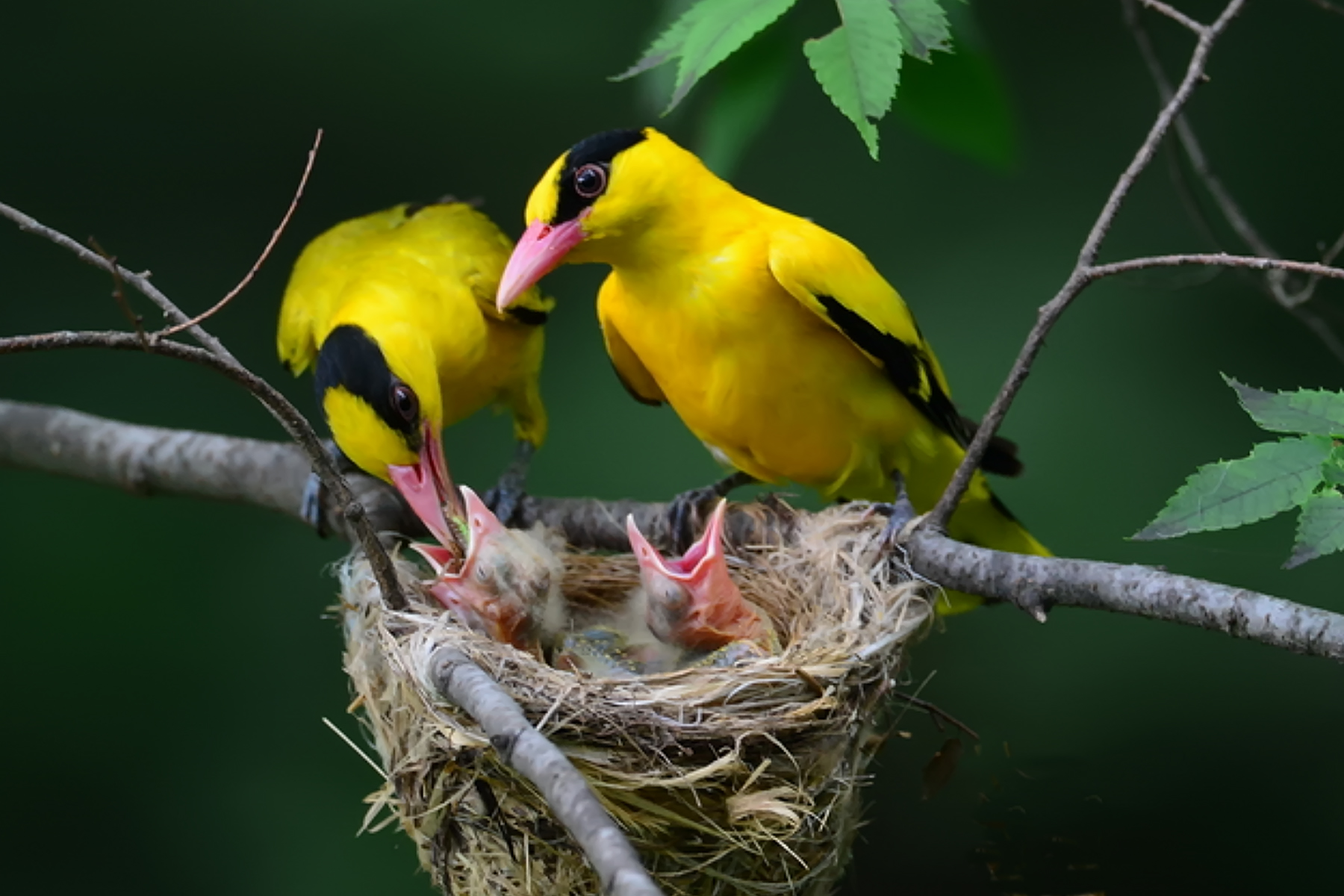 PHOTO BY ChoiJunqSeop | Canon EOS-1D X Mark II | 2024:06:27 16:14:35 | ISO-100 | 1/80 sec | f 7.1 | 300 mm | EV=-0.7 | ● WIDTH:1800 pixels  HEIGHT:1200 pixels