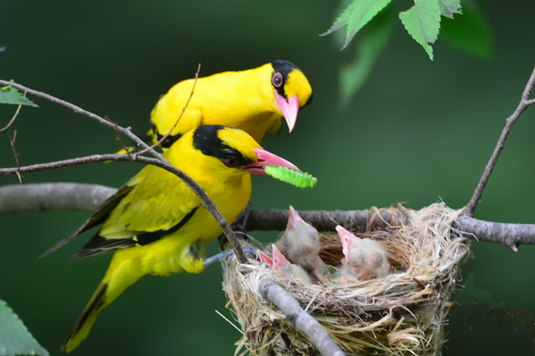 PHOTO BY ChoiJunqSeop | Canon EOS-1D X Mark II | 2024:06:27 16:15:10 | ISO-100 | 1/80 sec | f 7.1 | 300 mm | EV=-0.7 | ● WIDTH:1800 pixels  HEIGHT:1200 pixels