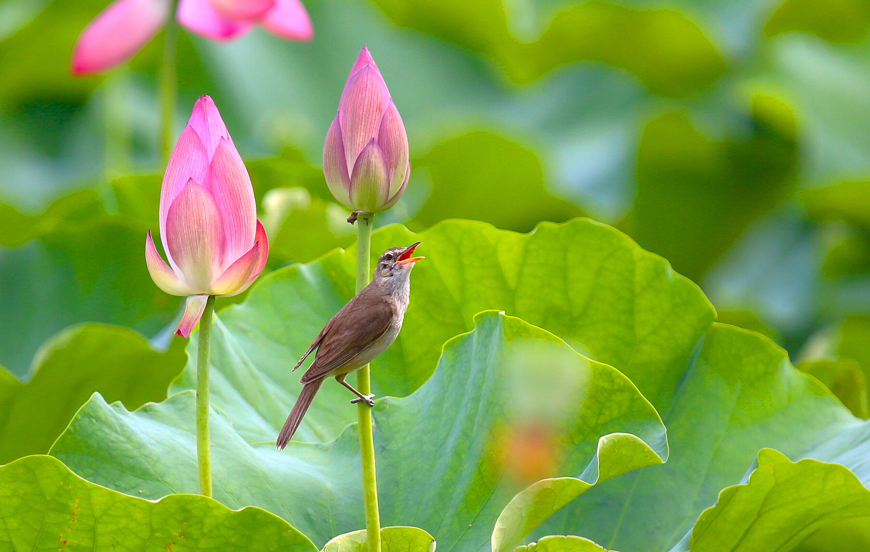 PHOTO BY  | Canon EOS 5D Mark III | 2024:07:05 14:47:51 | ISO-500 |  |  |  | EV=0 | ● WIDTH:1700 pixels  HEIGHT:1078 pixels