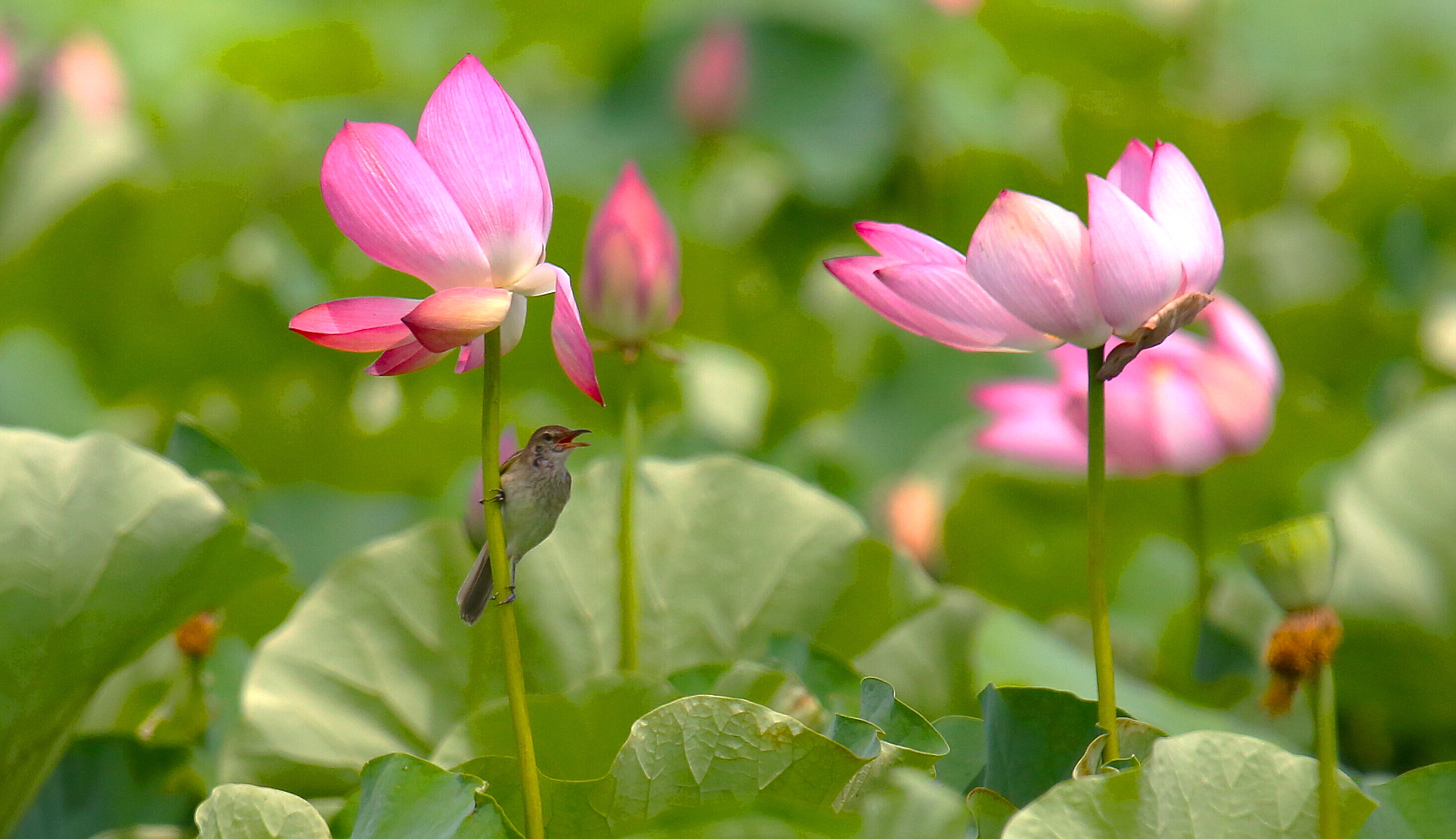 PHOTO BY  | Canon EOS 5D Mark III | 2024:07:05 13:38:07 | ISO-640 |  |  |  | EV=0 | ● WIDTH:1700 pixels  HEIGHT:979 pixels