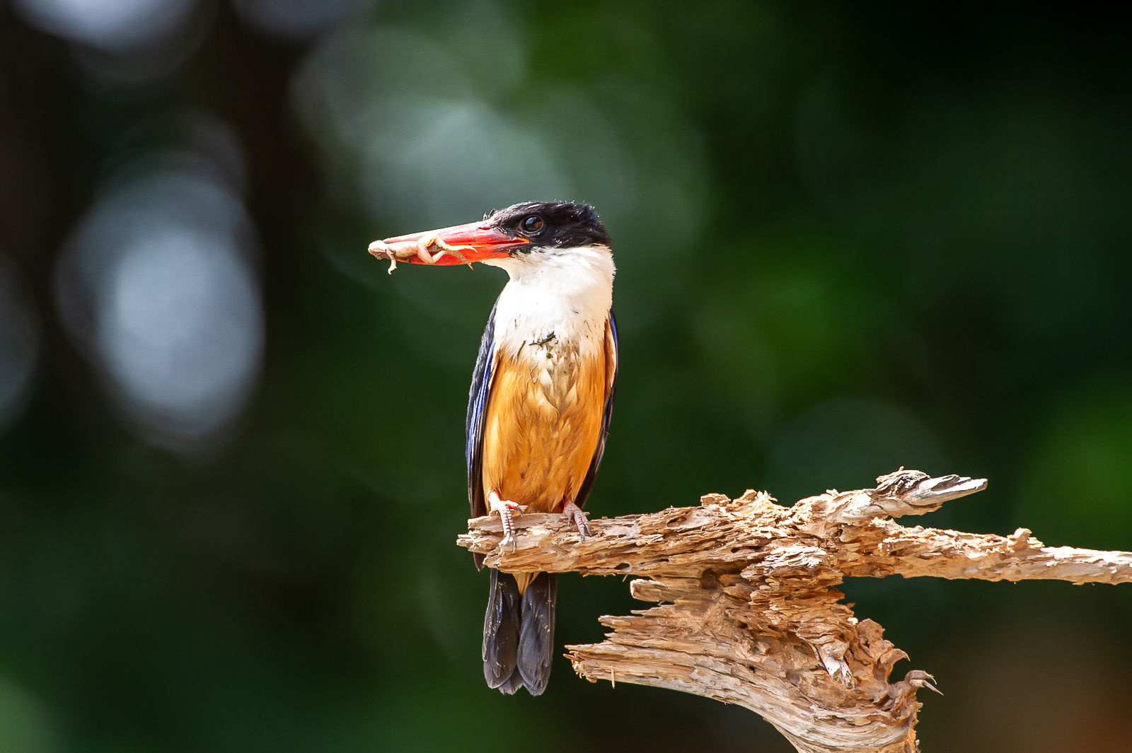 PHOTO BY  | NIKON D3S | 2013:07:01 14:47:22 | ISO-1000 | 1/1000 sec | f 5.6 | 700 mm | EV=-0.3 | ● WIDTH:  HEIGHT: