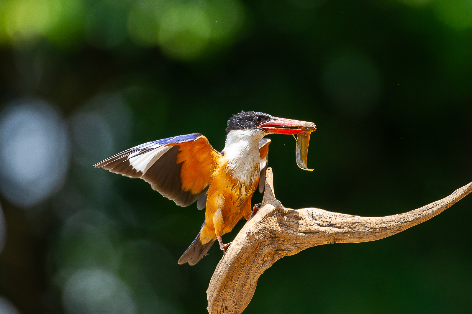 PHOTO BY  | NIKON D3S | 2013:07:01 11:55:20 | ISO-500 | 1/1250 sec | f 4 | 500 mm | EV=0 | ● WIDTH:  HEIGHT: