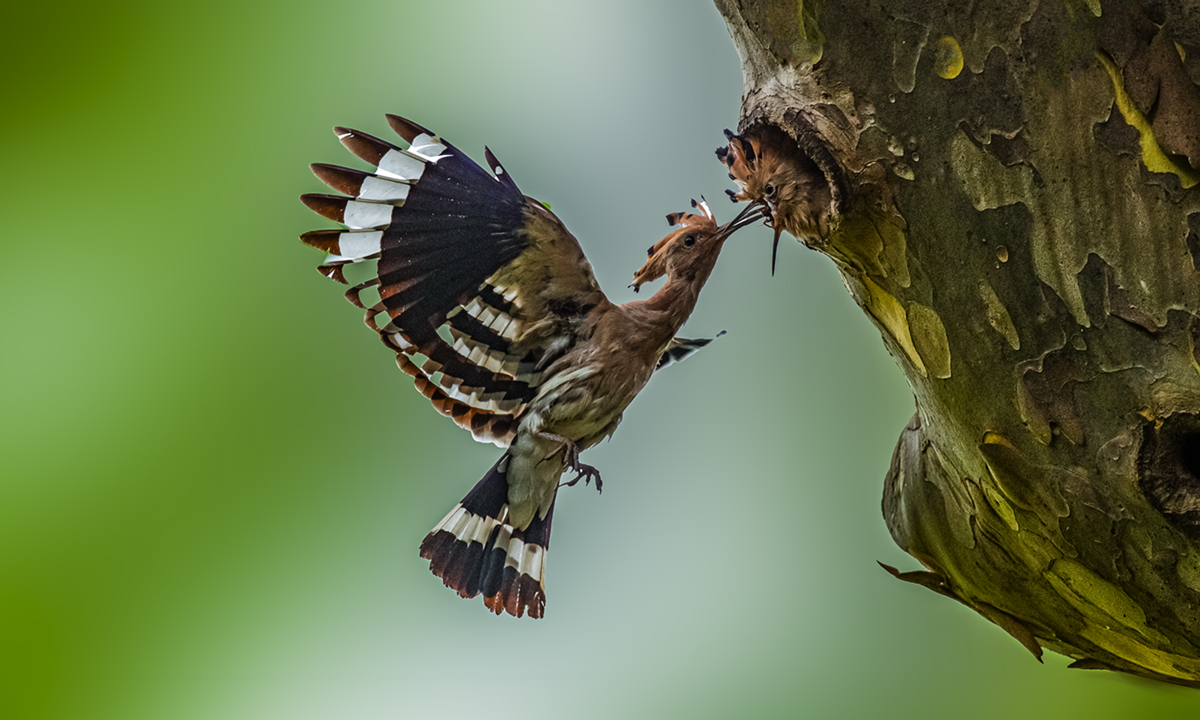 PHOTO BY  | Canon EOS-1D X Mark II | 2024:07:06 15:53:33 | ISO-3200 | 1/3200 sec | f 4 | 600 mm | EV=0 | ● WIDTH:1200 pixels  HEIGHT:720 pixels