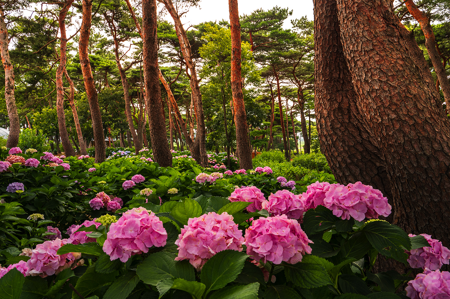 PHOTO BY  | NIKON Z 6_2 | 2024:07:05 09:35:35 | ISO-320 | 1/60 sec | f 13 | 28 mm | EV=-0.3 | ● WIDTH:1500 pixels  HEIGHT:998 pixels