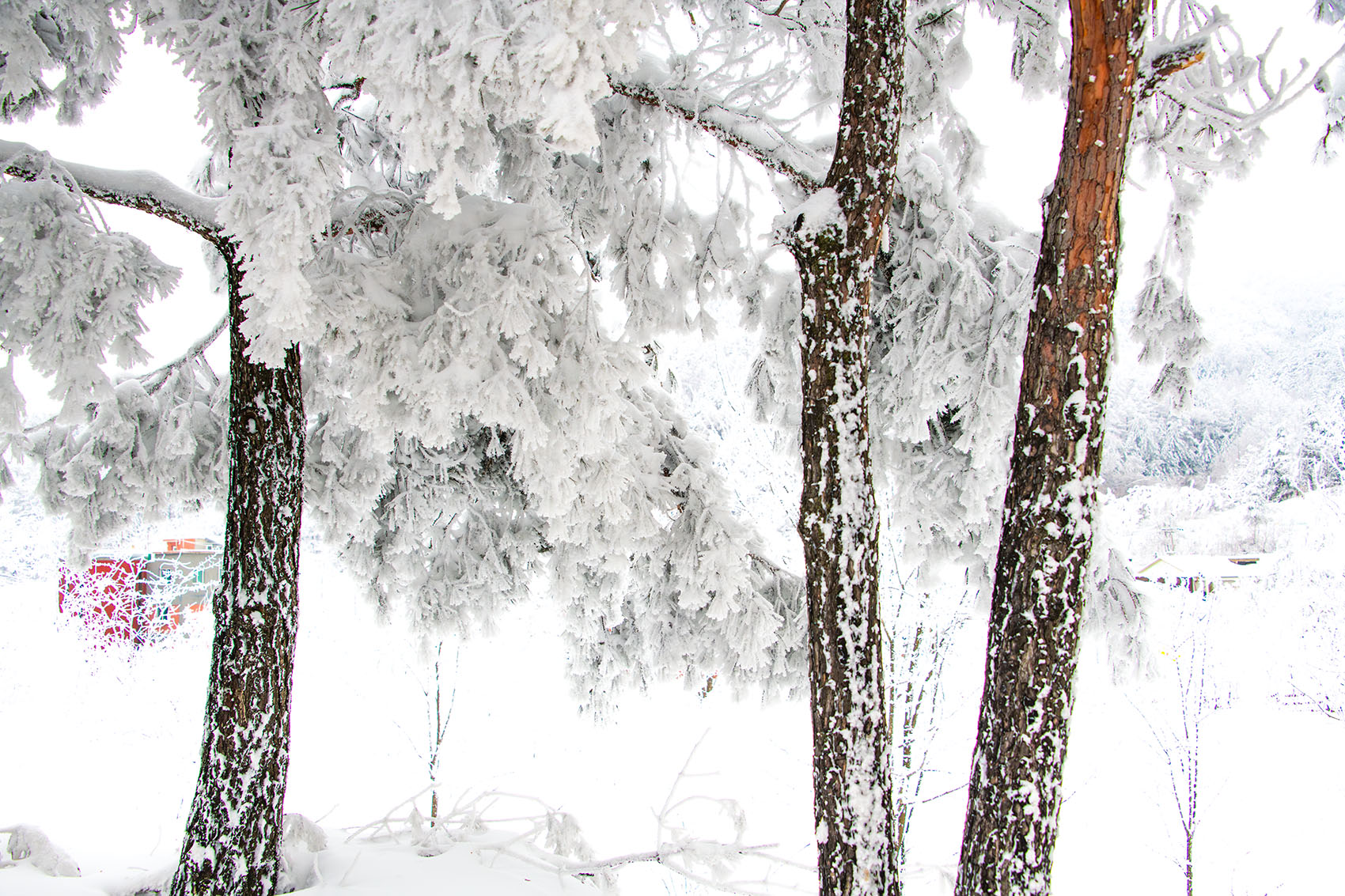 PHOTO BY  | NIKON D850 | 2024:02:24 13:30:00 | ISO-400 | 1/1600 sec | f 8 | 40 mm | EV=0 | ● WIDTH:1700 pixels  HEIGHT:1133 pixels