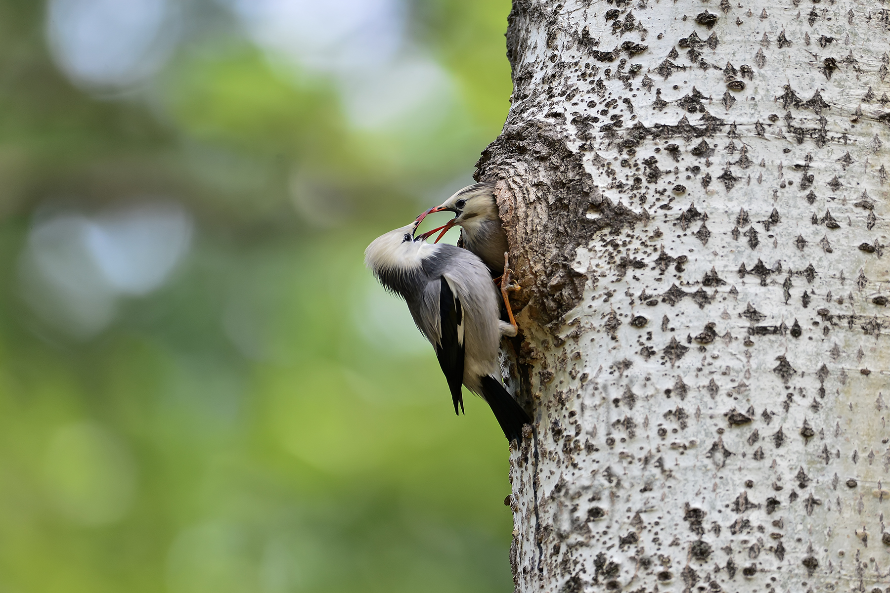 PHOTO BY ChoiJunqSeop | Canon EOS-1D X Mark II | 2024:06:27 16:14:34 | ISO-100 | 1/80 sec | f 7.1 | 300 mm | EV=-0.7 | ● WIDTH:1800 pixels  HEIGHT:1200 pixels