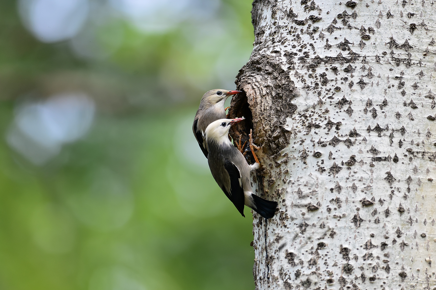 PHOTO BY ChoiJunqSeop | Canon EOS-1D X Mark II | 2024:06:27 16:14:34 | ISO-100 | 1/50 sec | f 7.1 | 300 mm | EV=-0.7 | ● WIDTH:1800 pixels  HEIGHT:1200 pixels