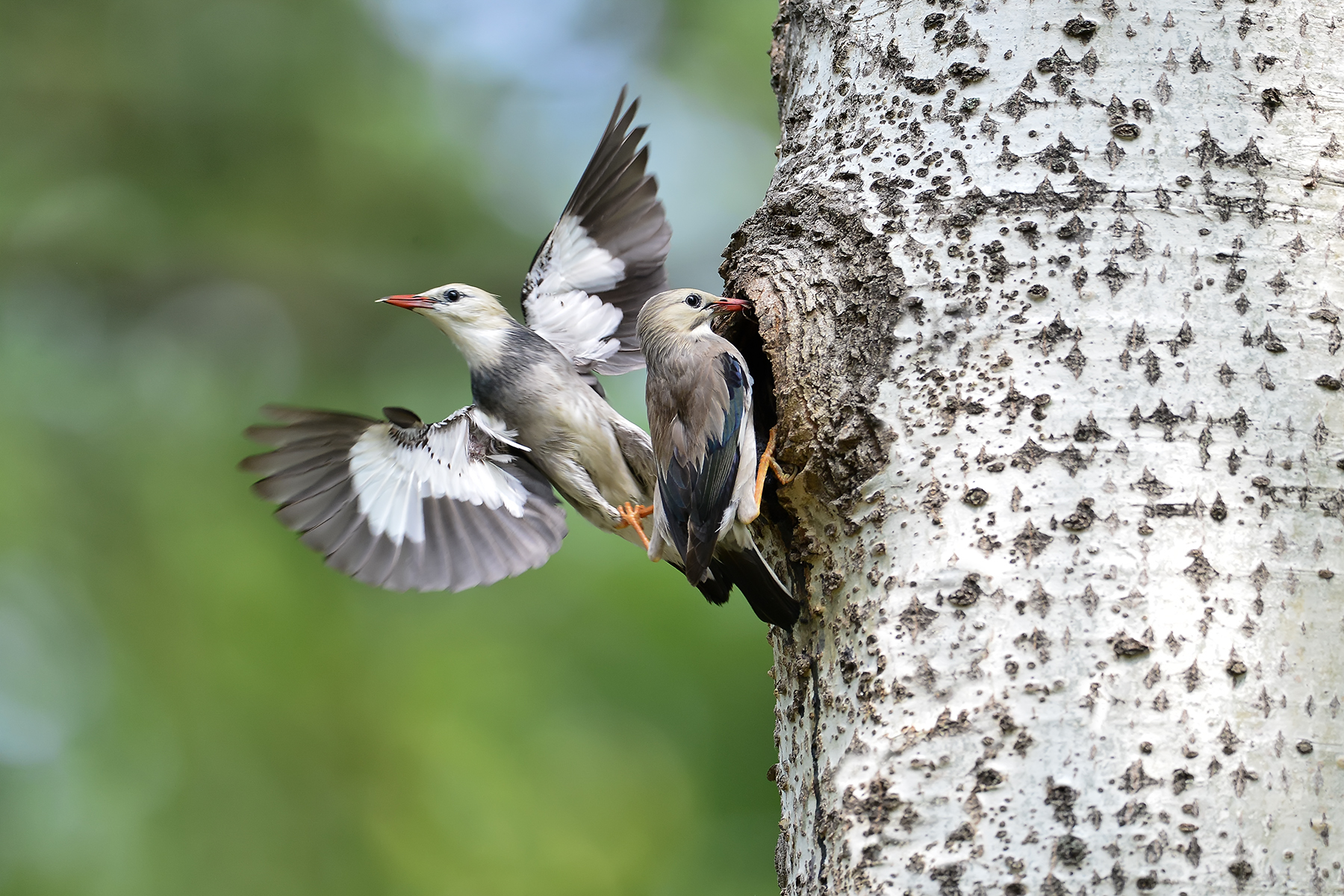 PHOTO BY ChoiJunqSeop | Canon EOS-1D X Mark II | 2024:06:27 16:14:35 | ISO-100 | 1/100 sec | f 7.1 | 300 mm | EV=-0.7 | ● WIDTH:1800 pixels  HEIGHT:1200 pixels