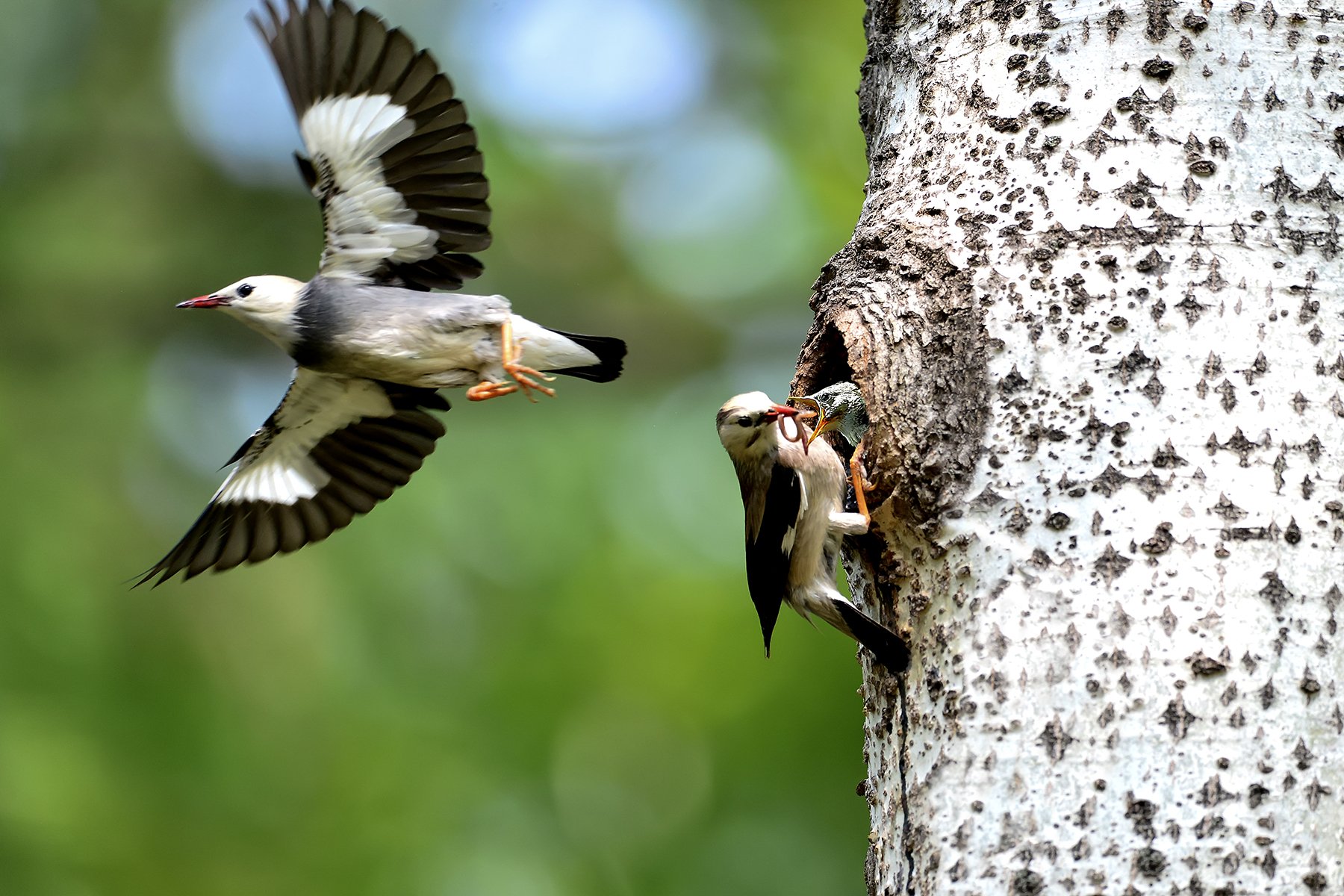 PHOTO BY ChoiJunqSeop | Canon EOS-1D X Mark II | 2024:06:27 16:14:35 | ISO-100 | 1/100 sec | f 7.1 | 300 mm | EV=-0.7 | ● WIDTH:1800 pixels  HEIGHT:1200 pixels