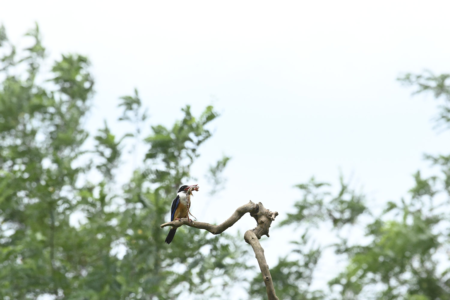 PHOTO BY  | NIKON Z 7 | 2024:07:07 11:50:03 | ISO-10000 | 1/5000 sec | f 11 | 390 mm | EV=0 | ● WIDTH:1500 pixels  HEIGHT:1000 pixels