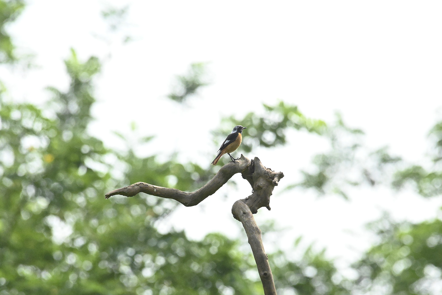 PHOTO BY  | NIKON Z 7 | 2024:07:07 08:33:20 | ISO-10000 | 1/4000 sec | f 11 | 500 mm | EV=0 | ● WIDTH:1500 pixels  HEIGHT:1000 pixels