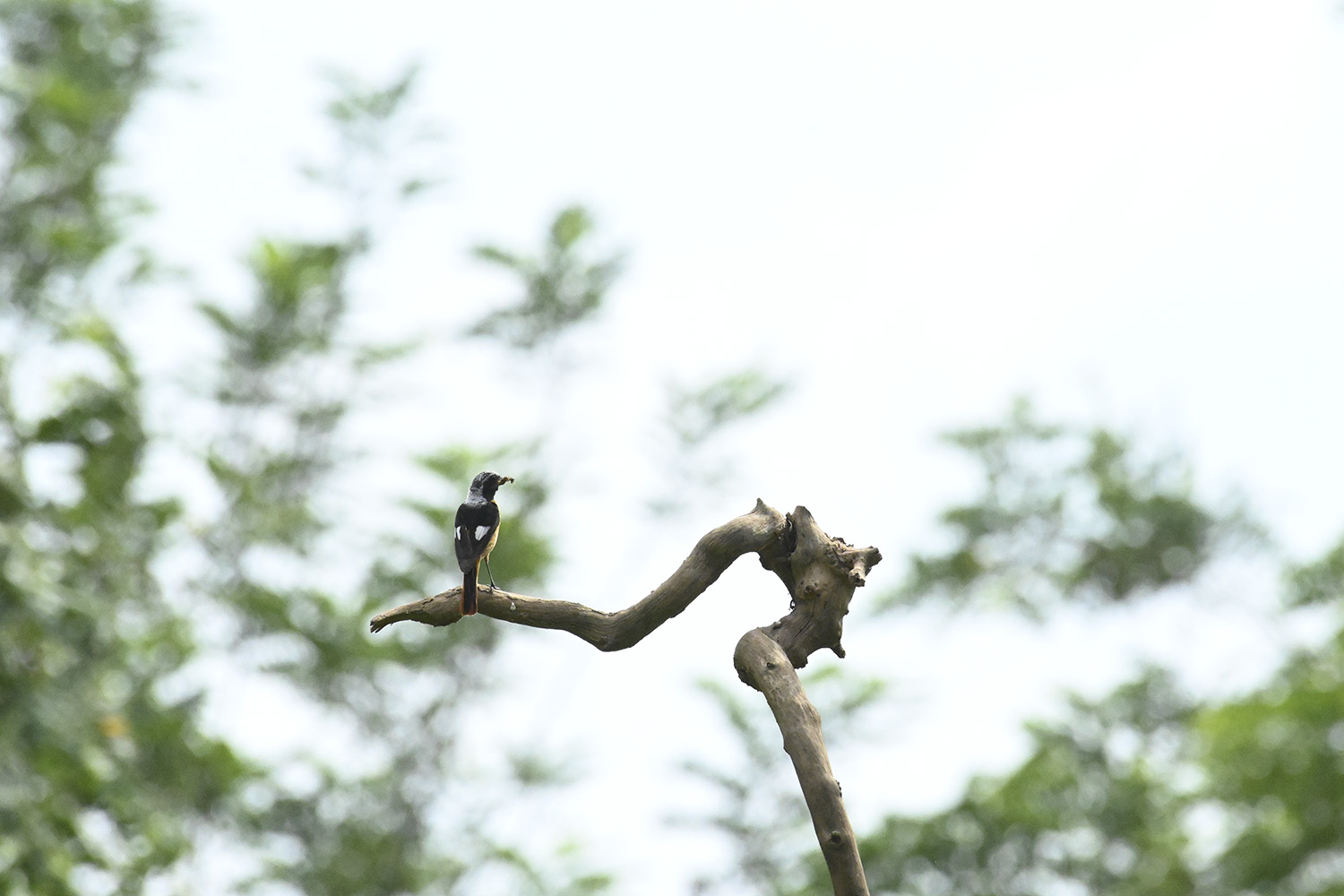 PHOTO BY  | NIKON Z 7 | 2024:07:07 09:10:48 | ISO-10000 | 1/8000 sec | f 11 | 500 mm | EV=0 | ● WIDTH:1500 pixels  HEIGHT:1000 pixels