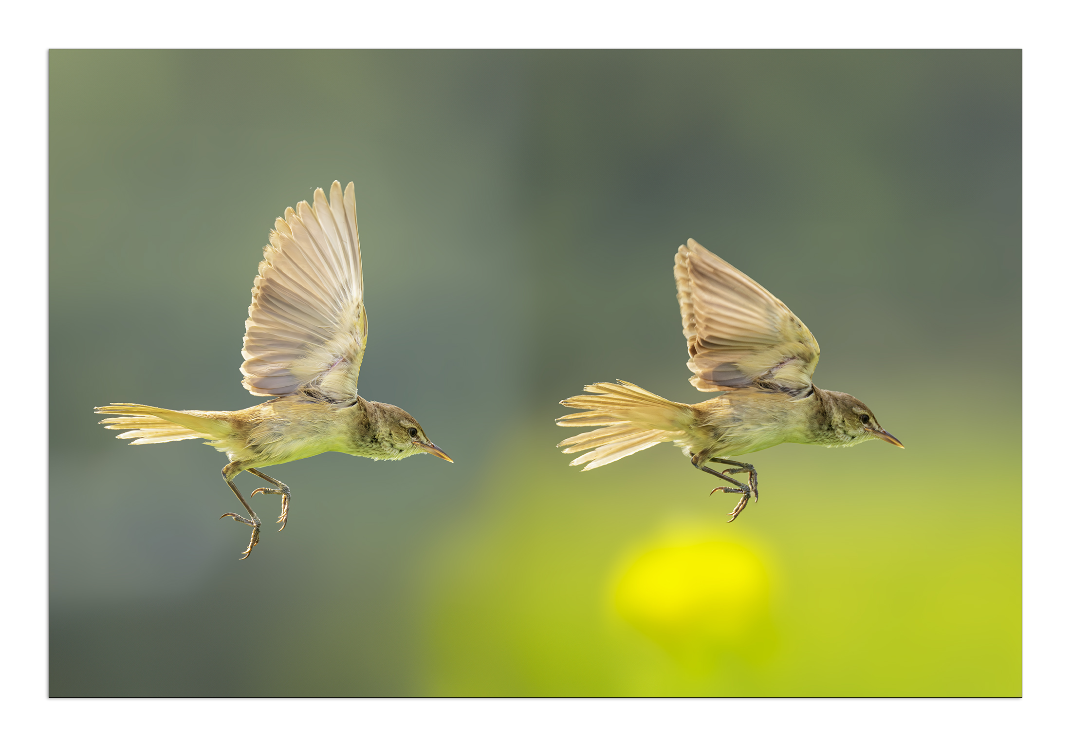 PHOTO BY  | Canon EOS R5 | 2024:07:06 08:55:39 | ISO-2000 | 1/4000 sec | f 9 | 800 mm | EV=-0.7 | ● WIDTH:2200 pixels  HEIGHT:1534 pixels