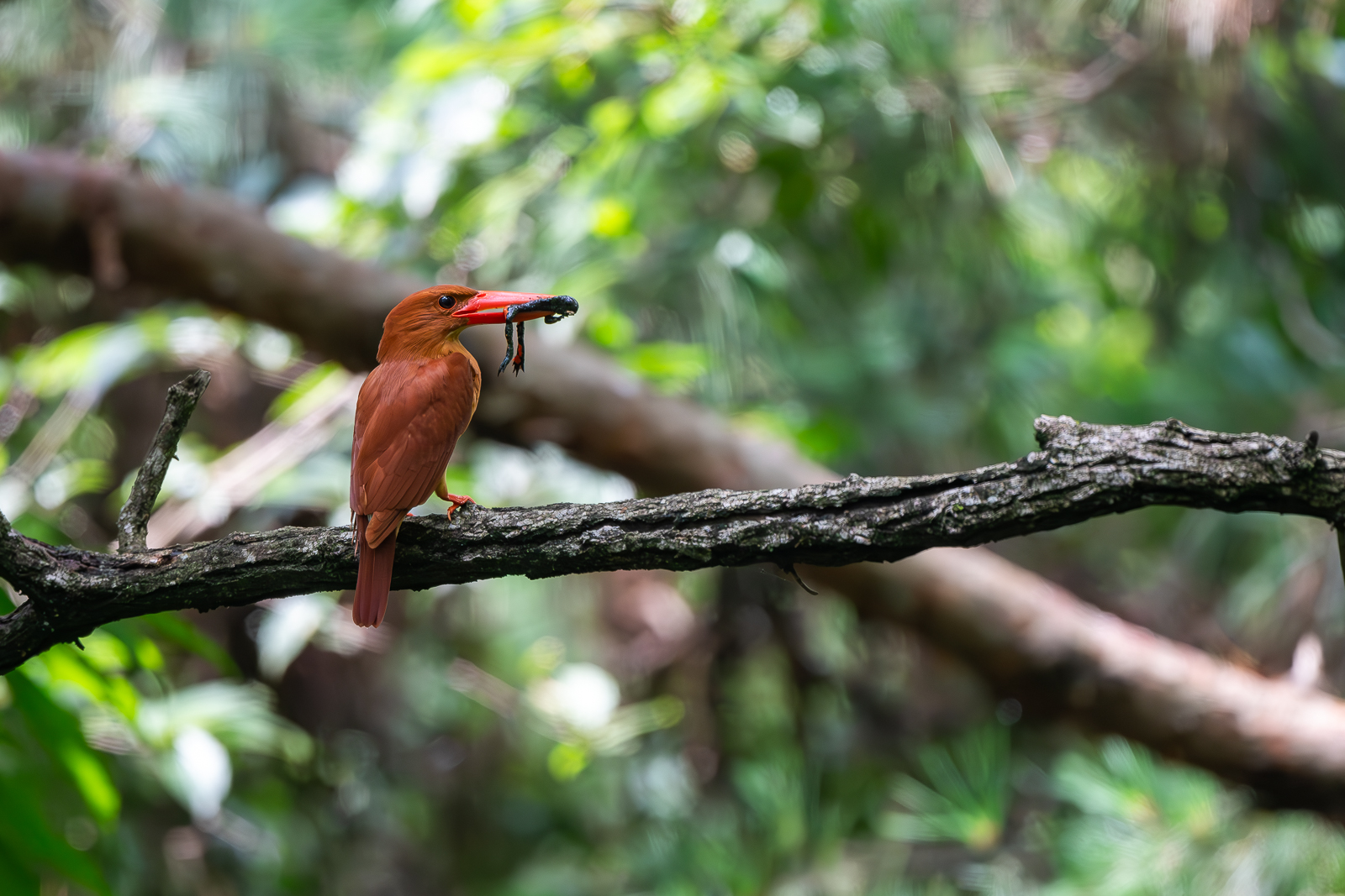 PHOTO BY  | NIKON D500 | 2024:07:03 11:35:22 | ISO-2800 | 1/1600 sec | f 5.6 | 500 mm | EV=-0.3 | ● WIDTH:  HEIGHT: