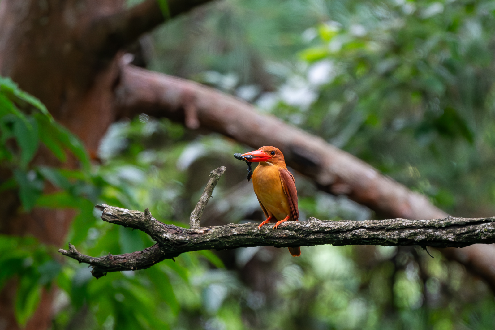 PHOTO BY  | NIKON D500 | 2024:07:03 11:50:52 | ISO-8000 | 1/1250 sec | f 5.6 | 500 mm | EV=-0.3 | ● WIDTH:  HEIGHT: