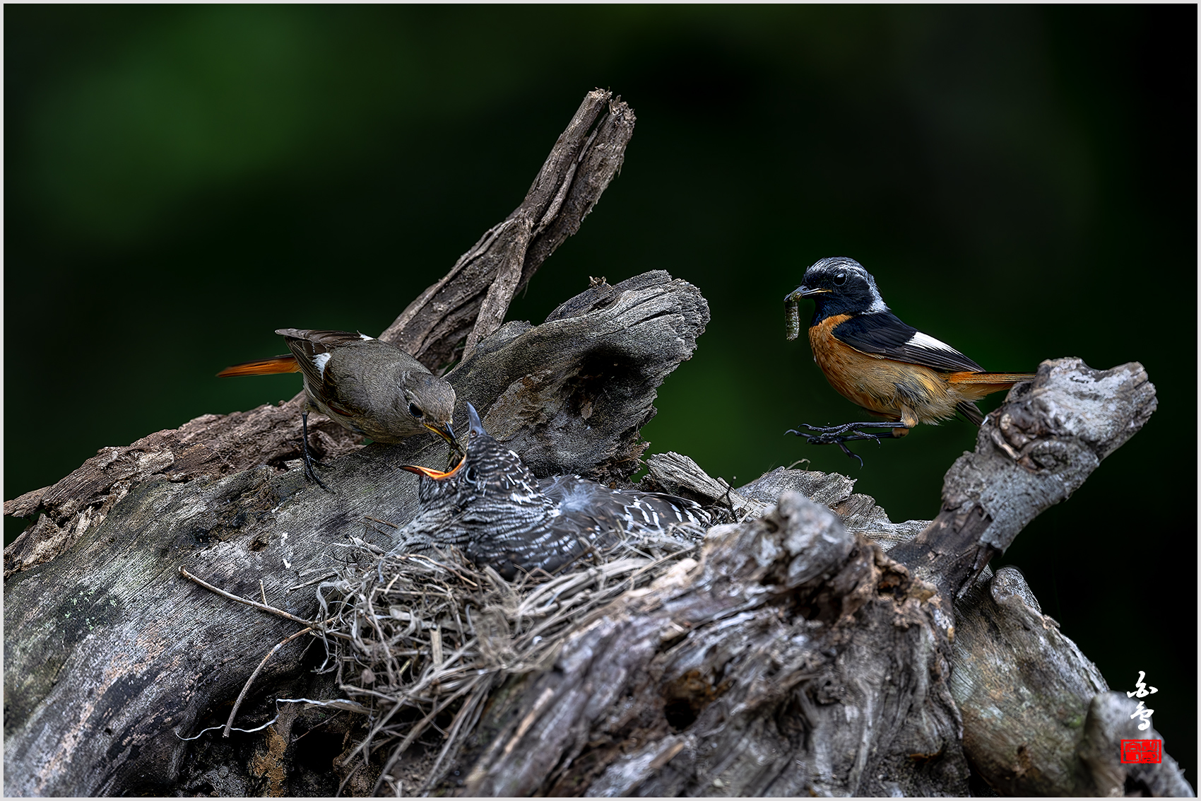 PHOTO BY  | NIKON Z 9 | 2024:07:03 11:30:21 | ISO-2500 | 1/6400 sec | f 5 | 600 mm | EV=-1 | ● WIDTH:1700 pixels  HEIGHT:1133 pixels