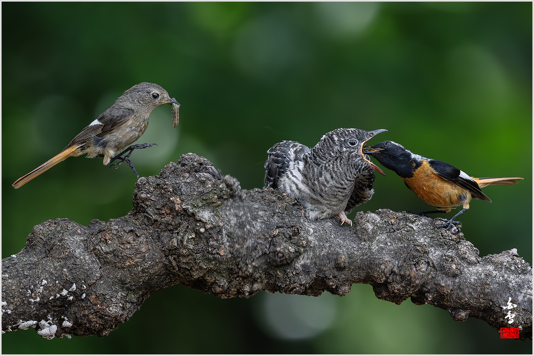 PHOTO BY  | NIKON Z 9 | 2024:07:03 14:08:59 | ISO-3200 | 1/4000 sec | f 5 | 600 mm | EV=-1 | ● WIDTH:1700 pixels  HEIGHT:1133 pixels