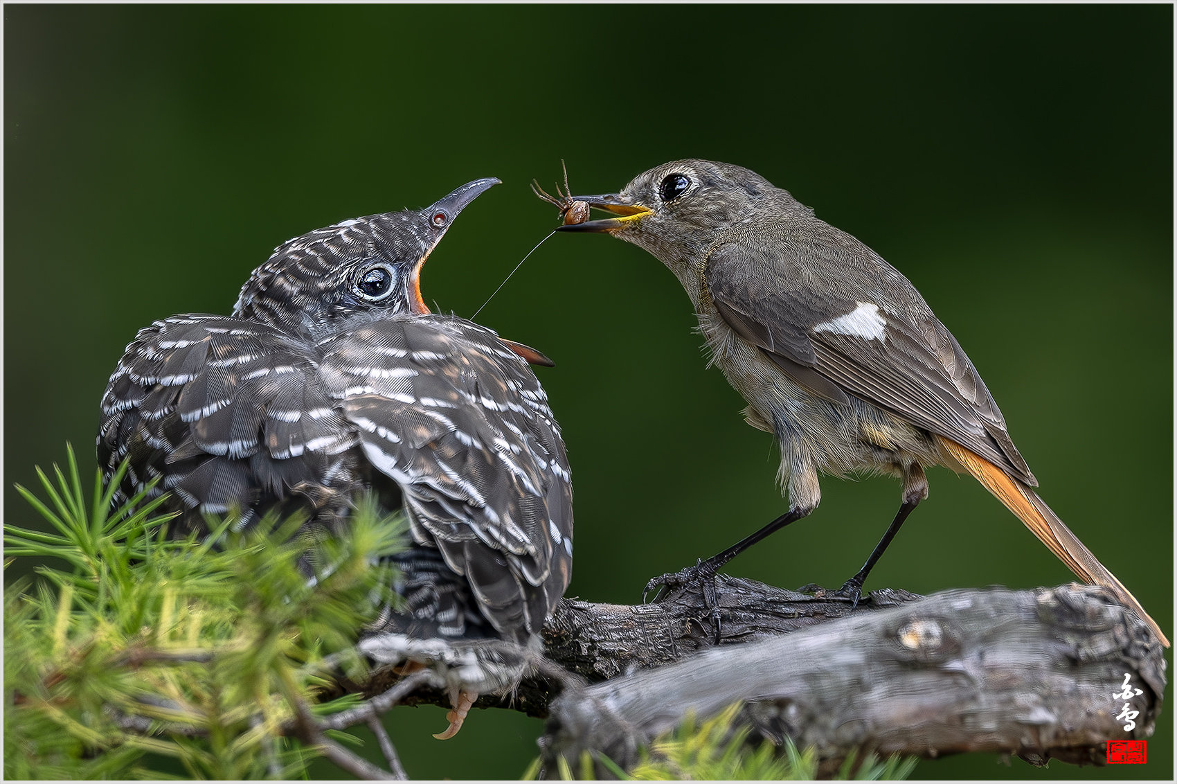 PHOTO BY  | NIKON Z 9 | 2024:07:03 13:46:06 | ISO-1600 | 1/2000 sec | f 5 | 600 mm | EV=-1 | ● WIDTH:1700 pixels  HEIGHT:1132 pixels