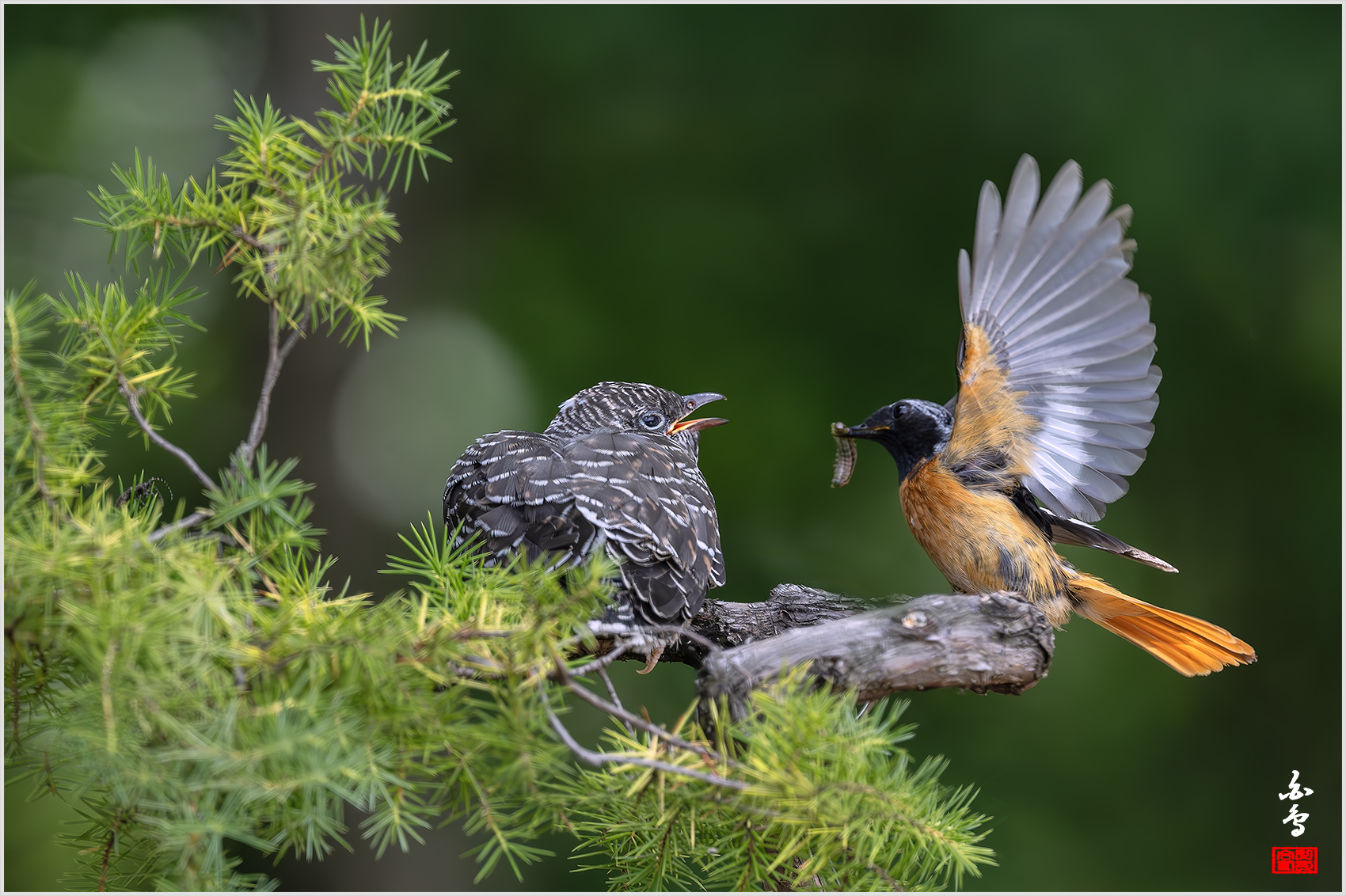PHOTO BY  | NIKON Z 9 | 2024:07:03 13:28:55 | ISO-1600 | 1/2500 sec | f 5 | 600 mm | EV=-1 | ● WIDTH:1700 pixels  HEIGHT:1132 pixels