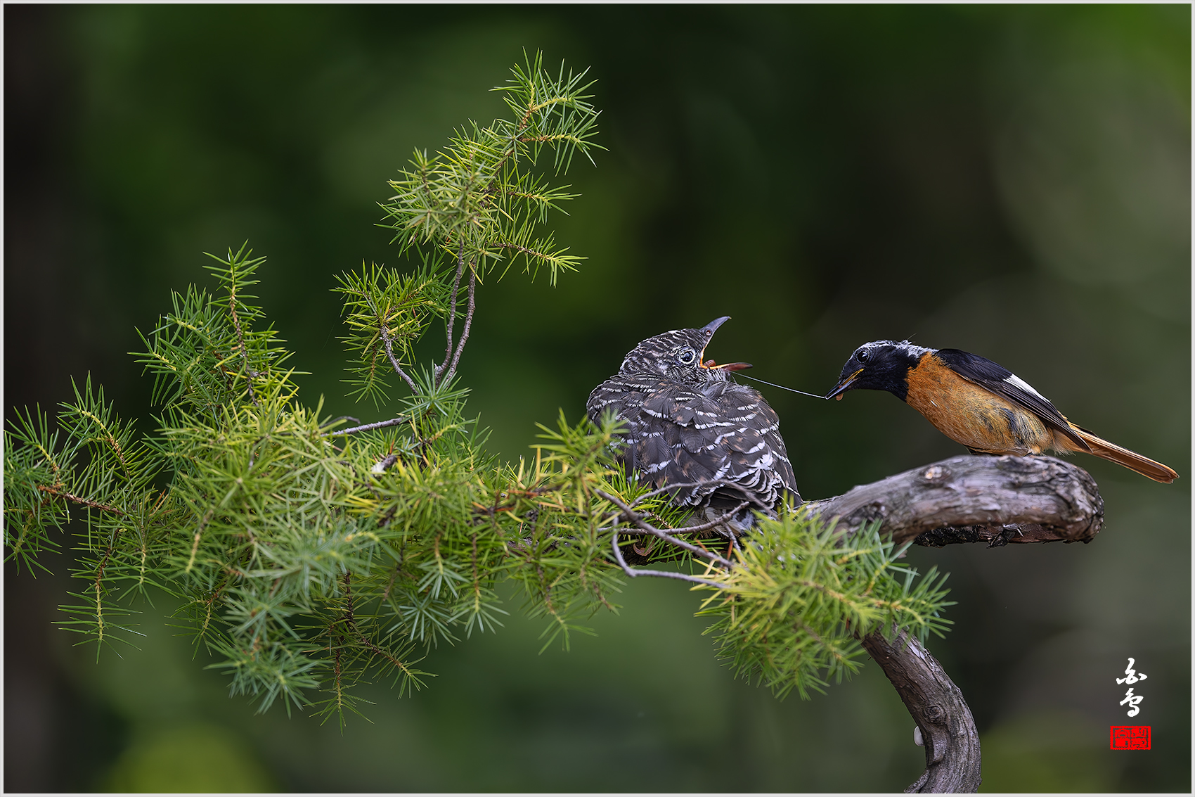 PHOTO BY  | NIKON Z 9 | 2024:07:03 12:45:03 | ISO-1600 | 1/2000 sec | f 5 | 600 mm | EV=-1 | ● WIDTH:1700 pixels  HEIGHT:1133 pixels