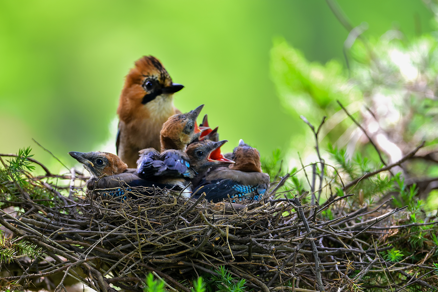 PHOTO BY ChoiJunqSeop | Canon EOS-1D X Mark II | 2024:06:27 16:14:14 | ISO-100 | 1/80 sec | f 7.1 | 300 mm | EV=-0.7 | ● WIDTH:1800 pixels  HEIGHT:1200 pixels